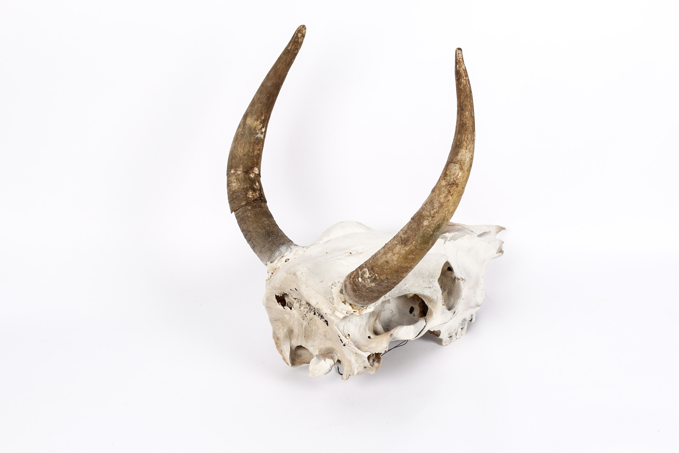 Bull Horns With Skull