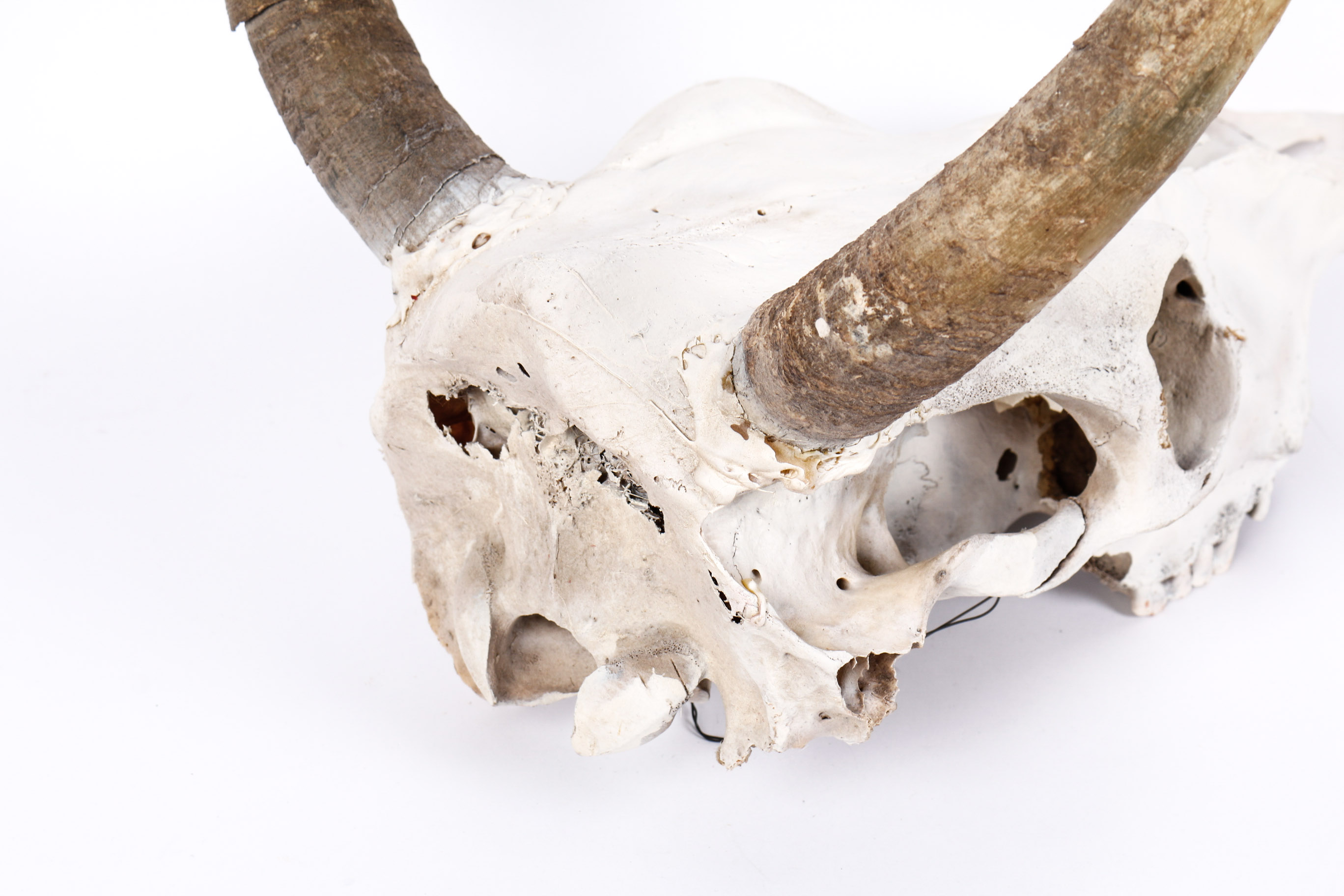 Bull Horns With Skull