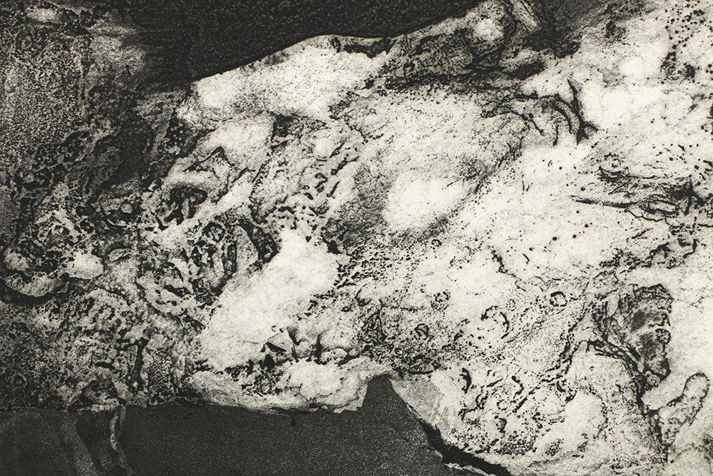 Holmberg Limited Edition Etching on Paper "Albatross with Surface Delight"