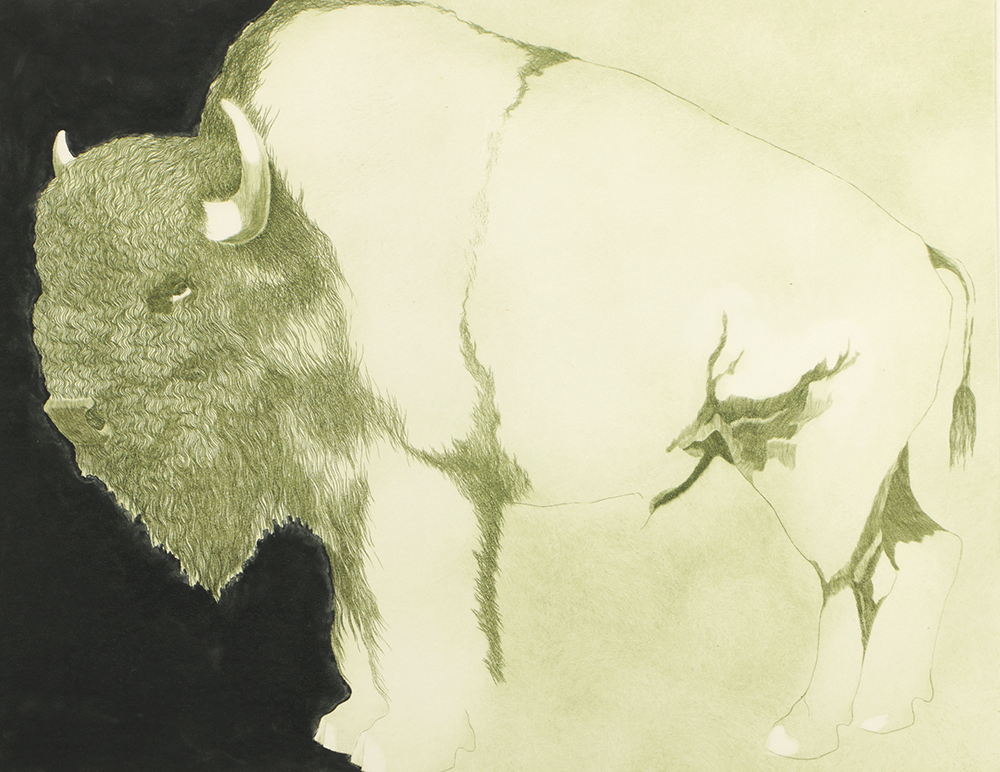 Etching on Paper "American Bison"