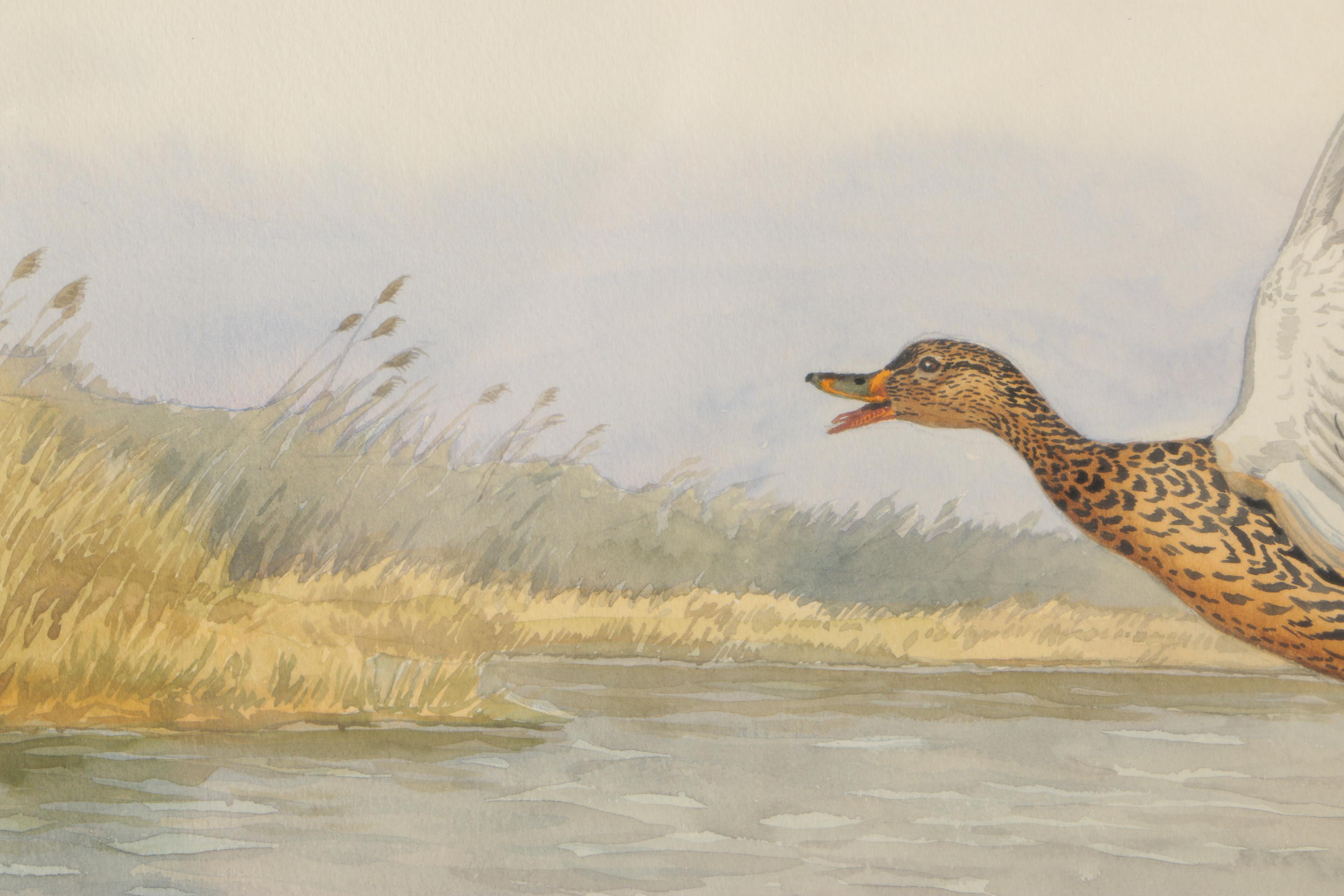 Framed Sporting Watercolor of Ducks by Riab