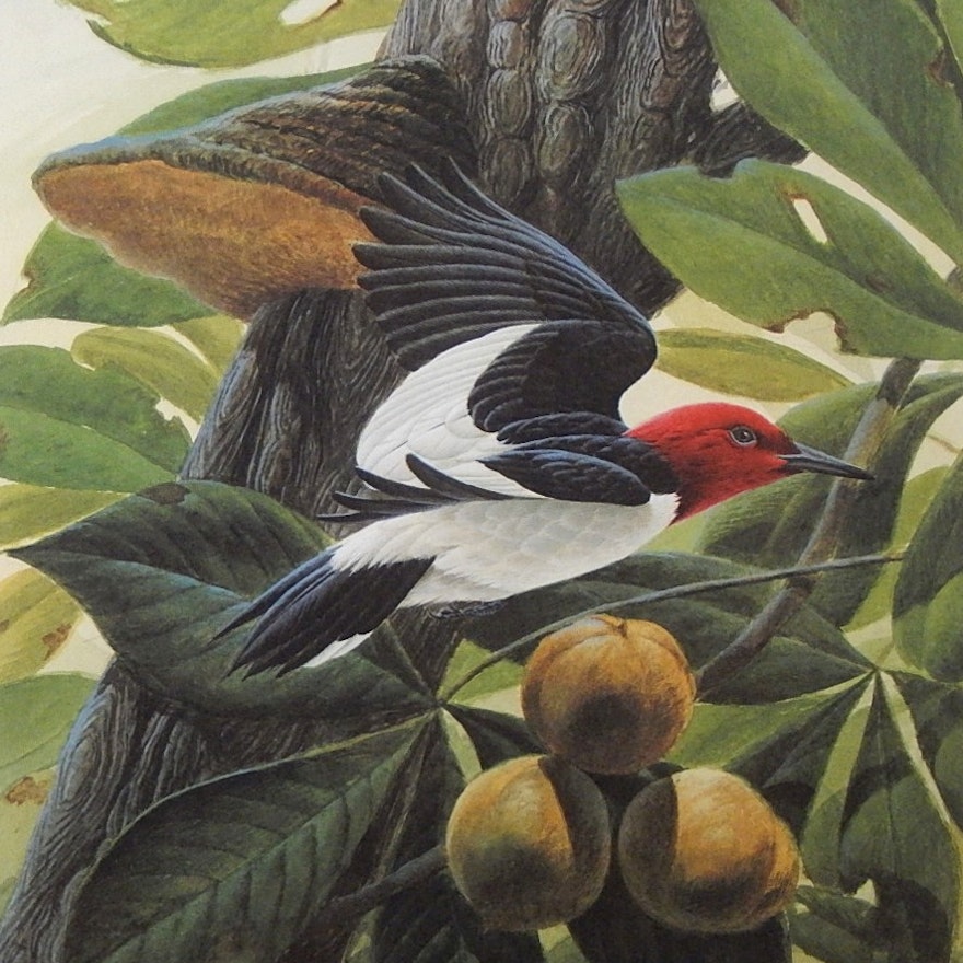 John Ruthven Signed Limited Edition Offset Lithograph "Red Headed Woodpecker"