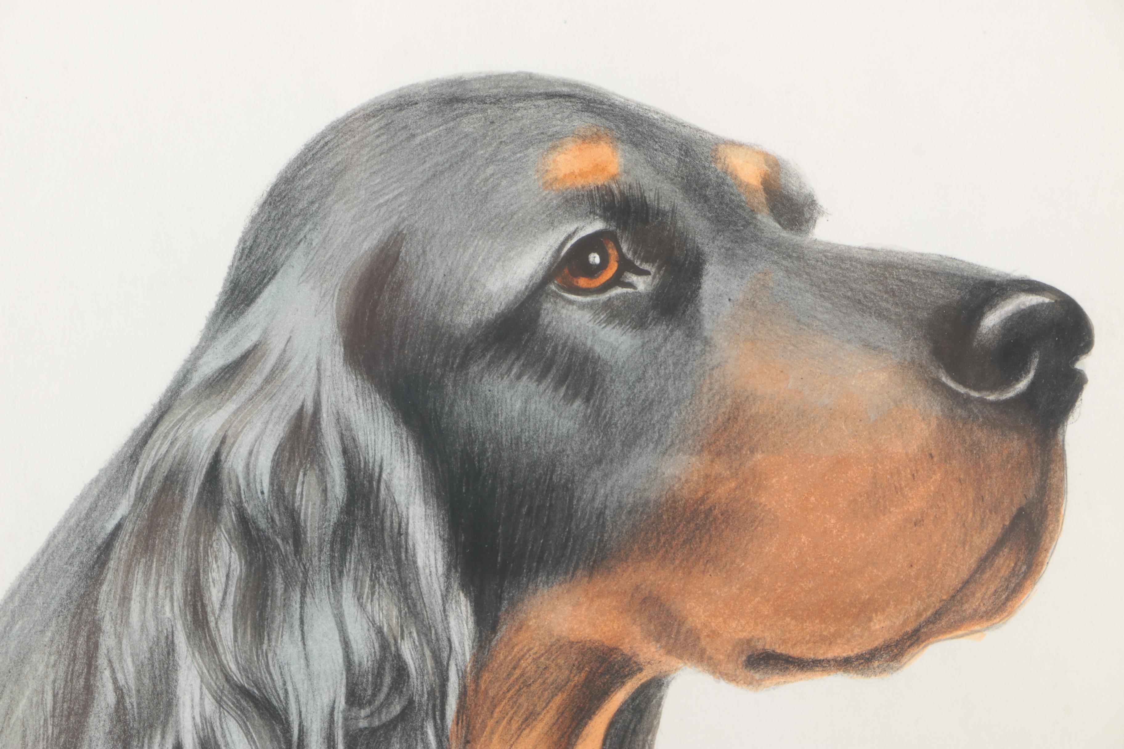 Hand Colored Etching of a Gordon Setter