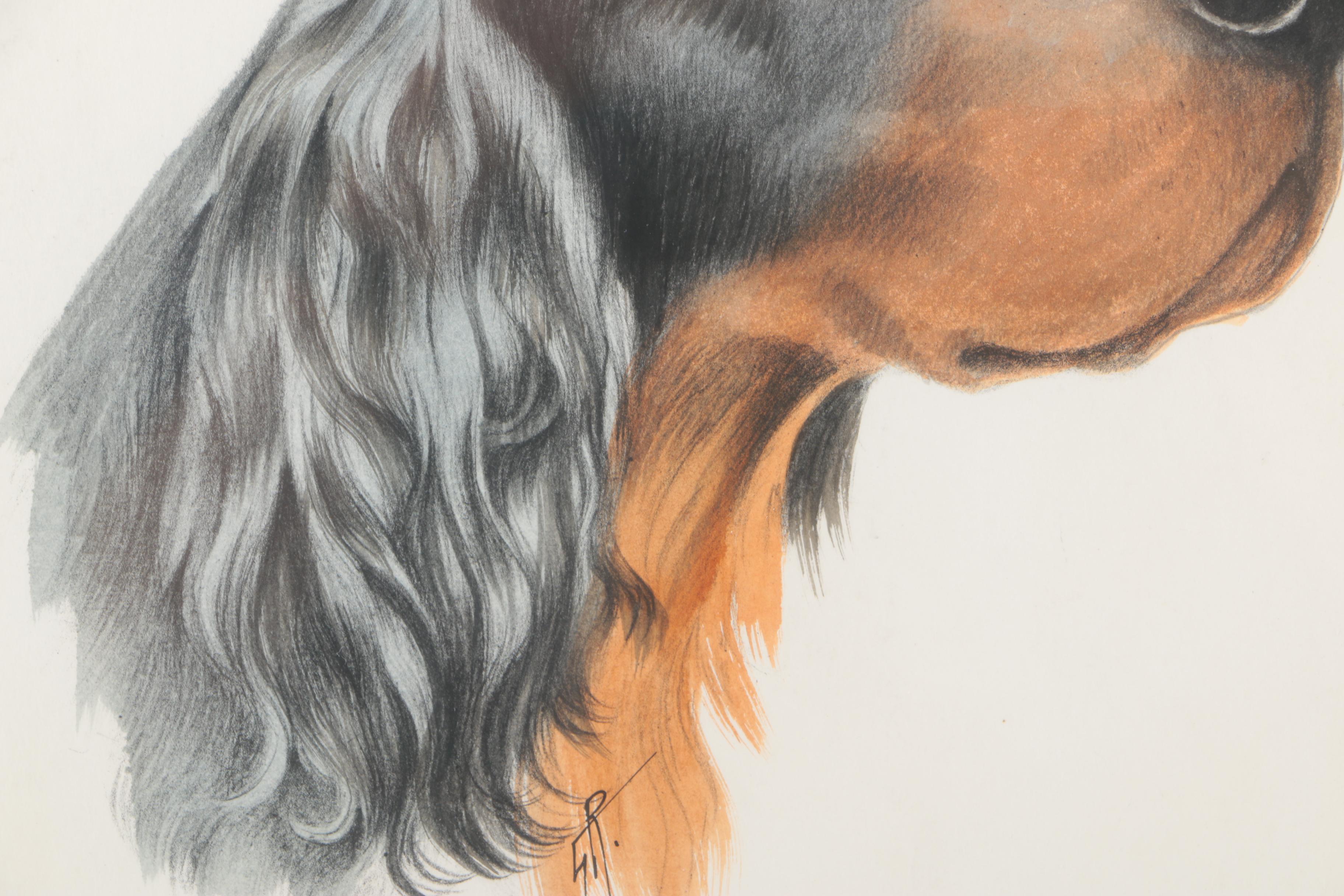 Hand Colored Etching of a Gordon Setter