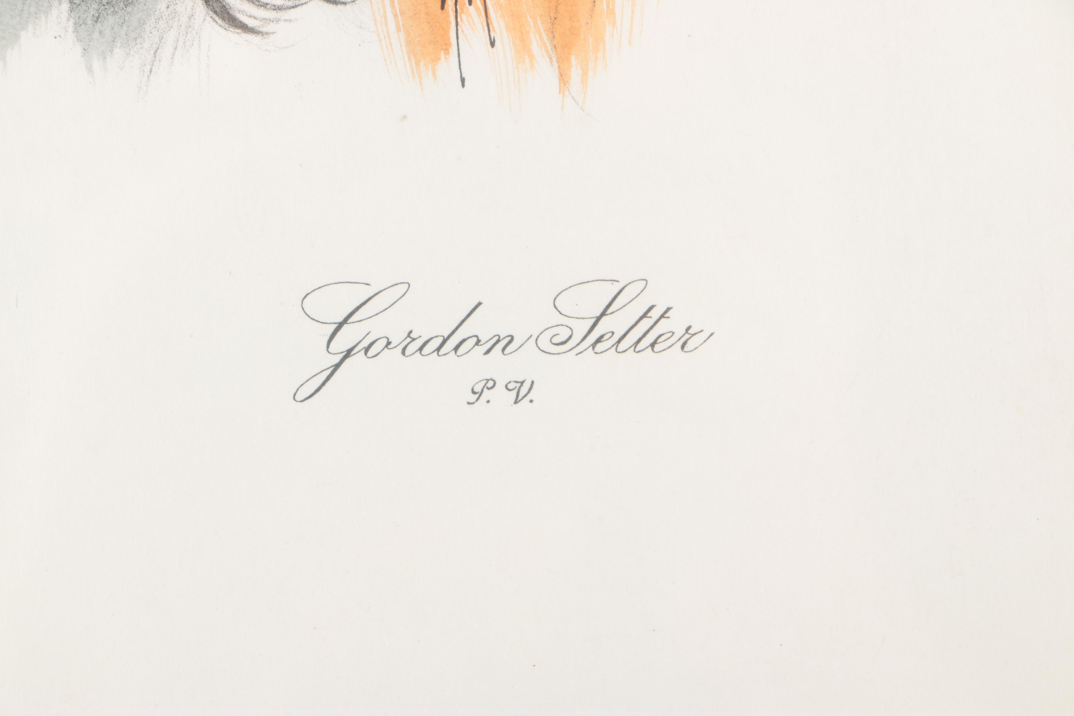 Hand Colored Etching of a Gordon Setter