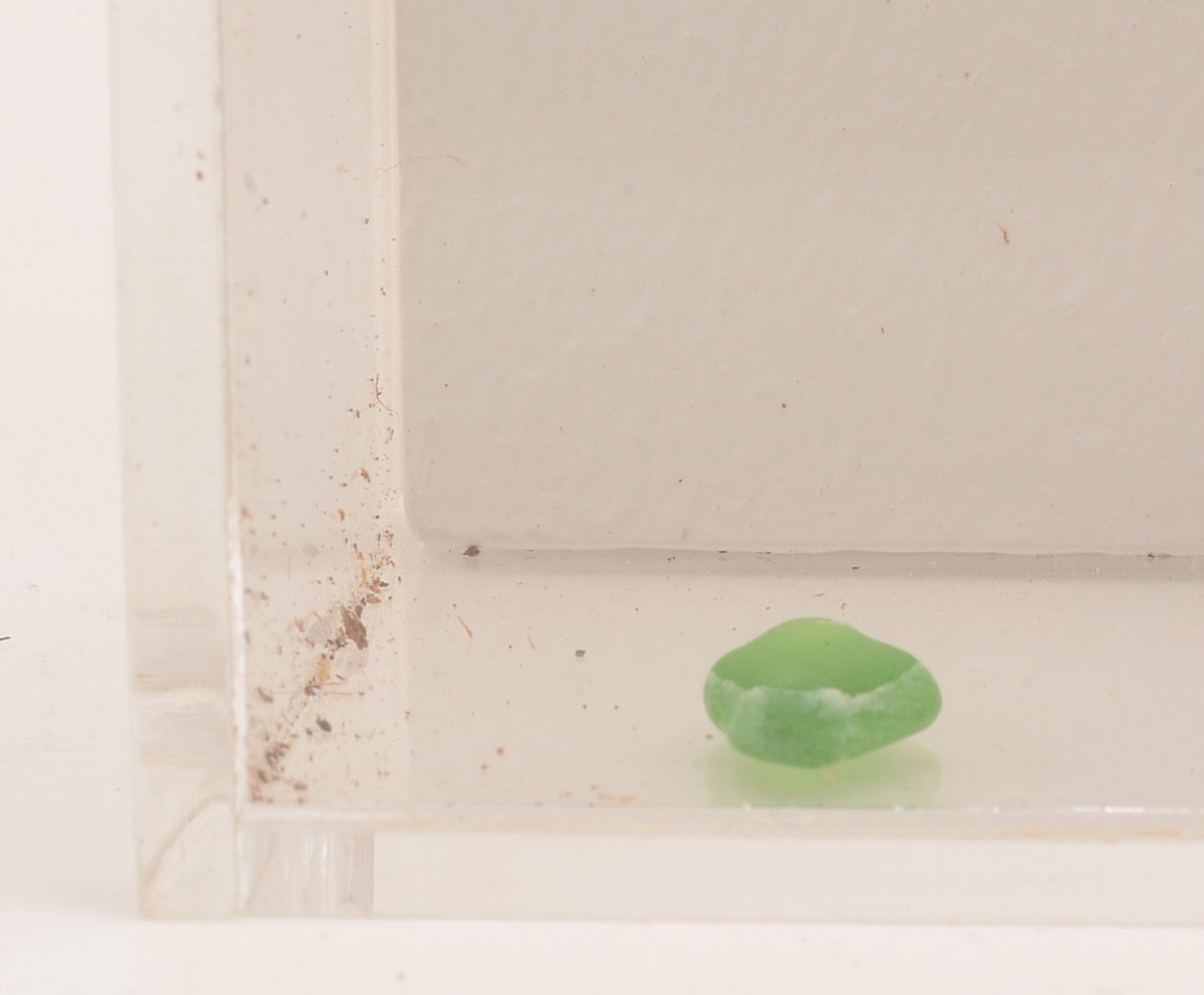 Mixed Media Nature-Themed Assemblage