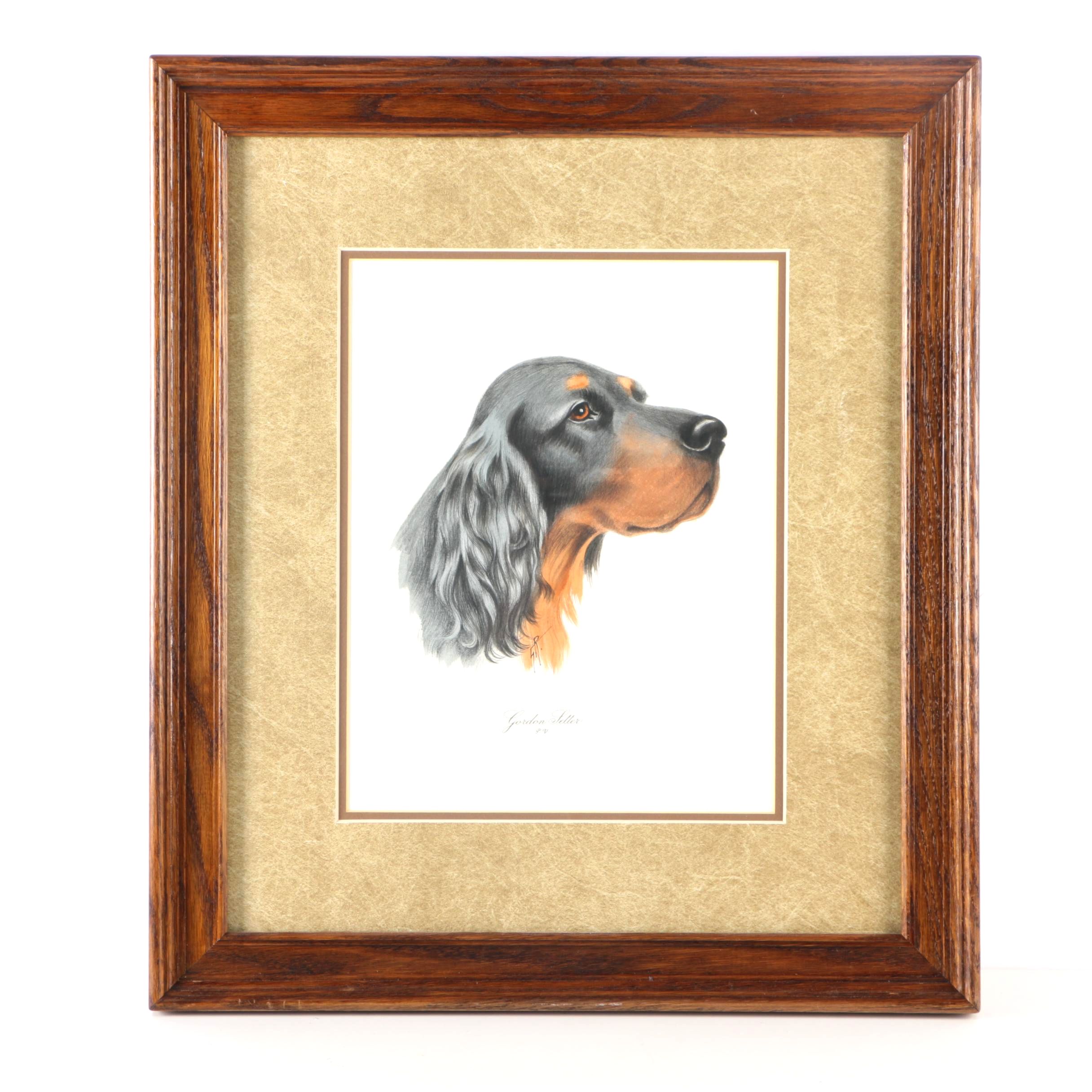 Hand Colored Etching of a Gordon Setter