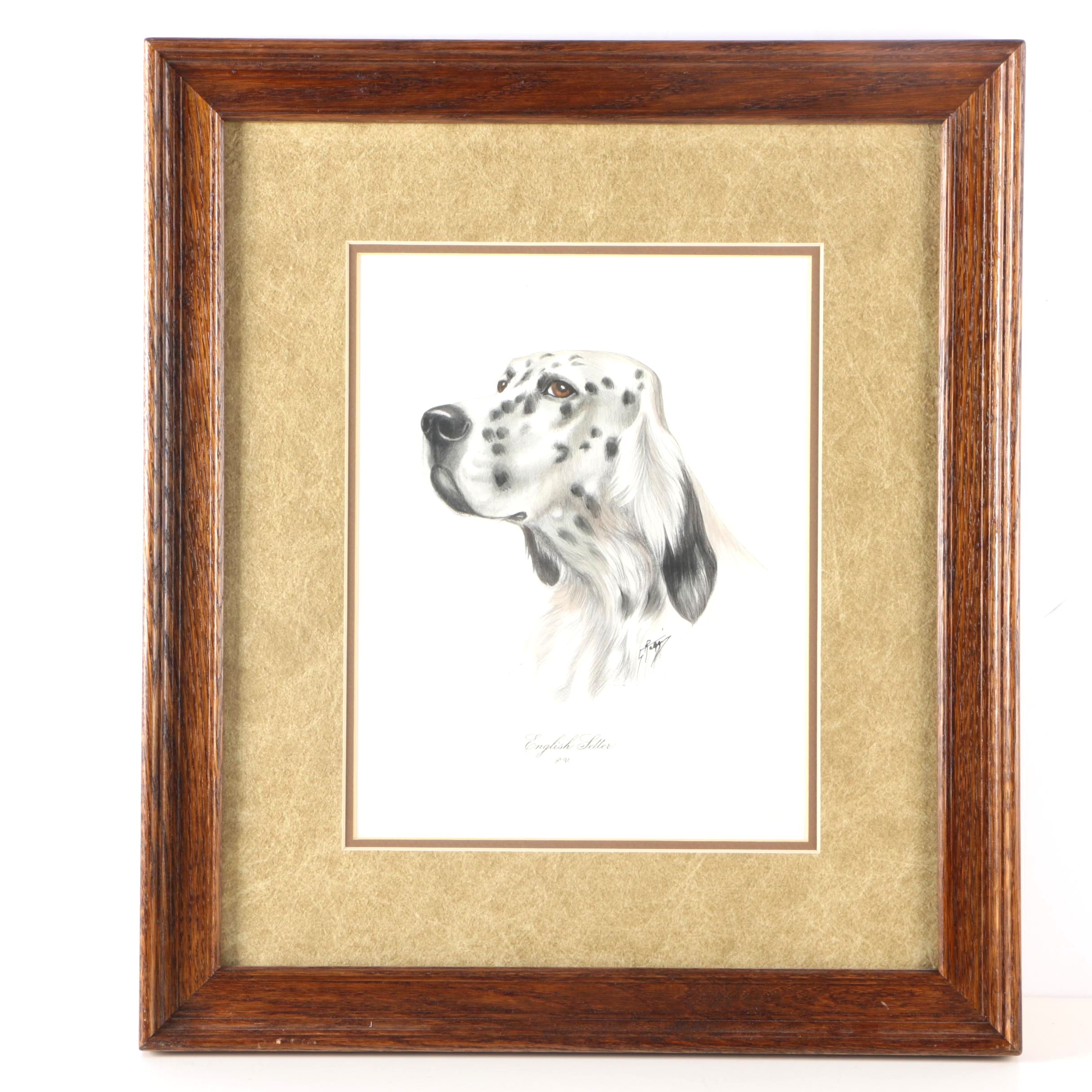 Hand Colored Etching of a English Setter