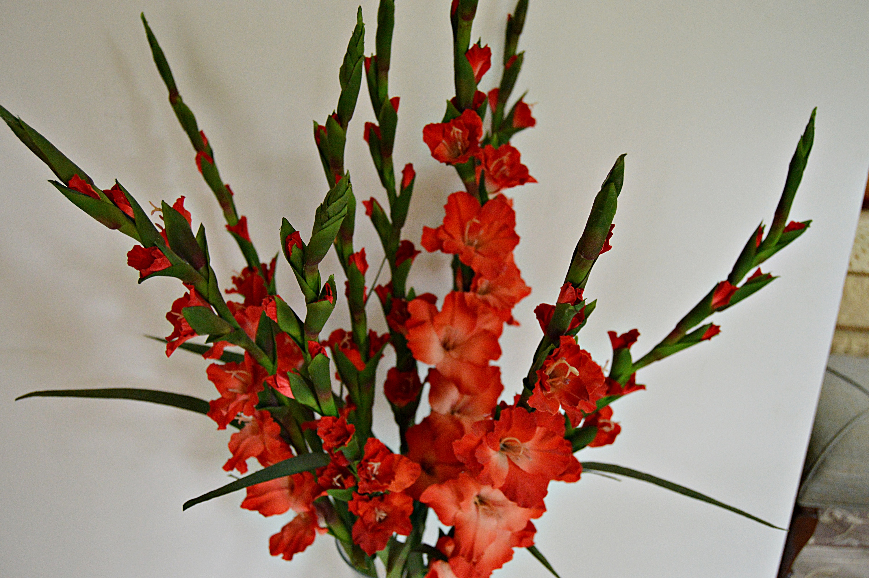 Red Gladiolus Arrangement
