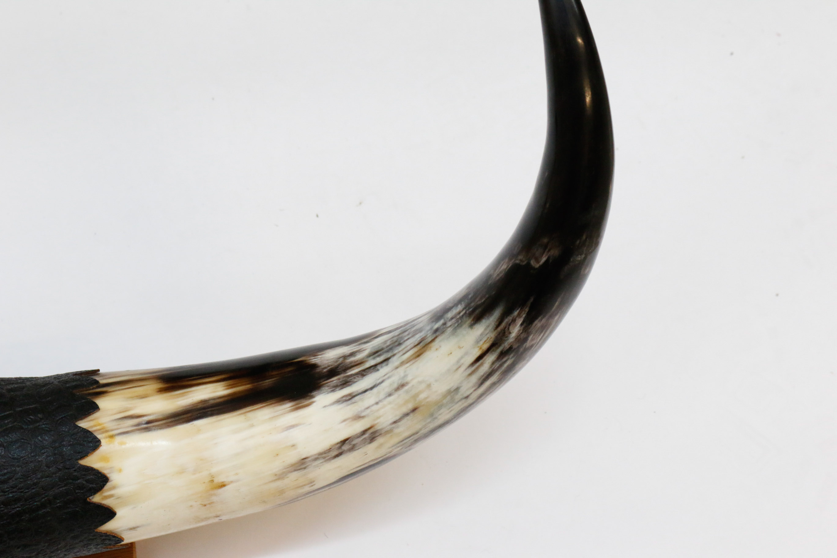 Pair of Decorative Cow Horns