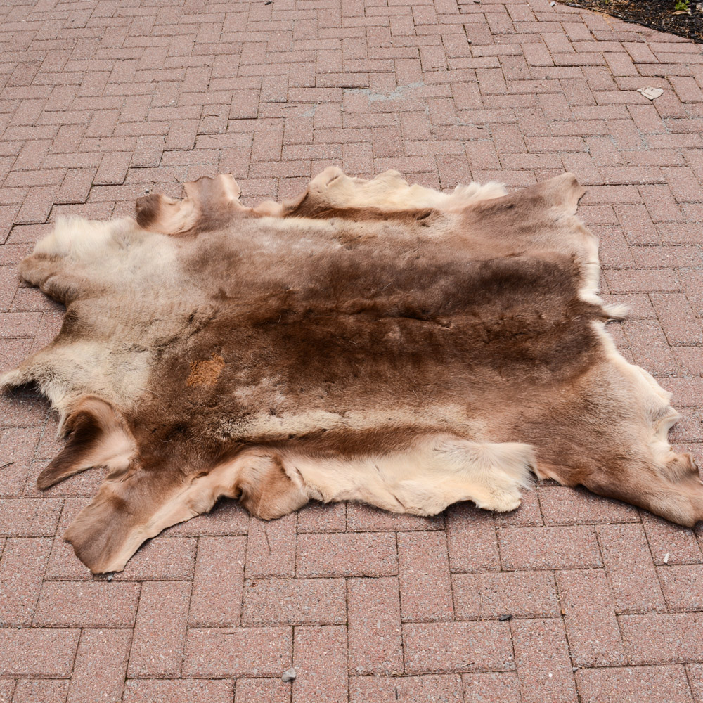 Alaskan Elk Hide Rug