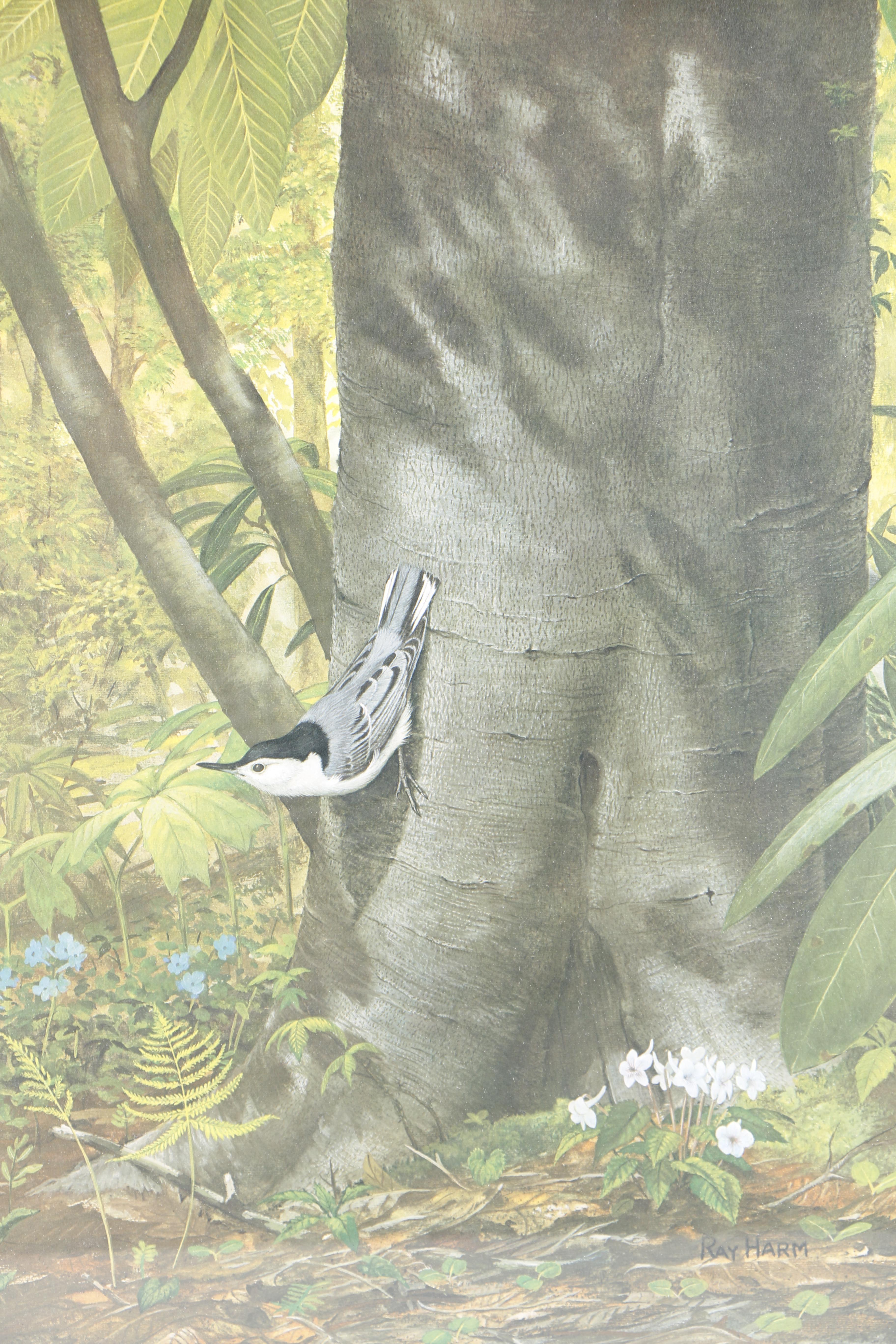 Ray Harm Offset Lithograph "White-Breasted Nuthatch"