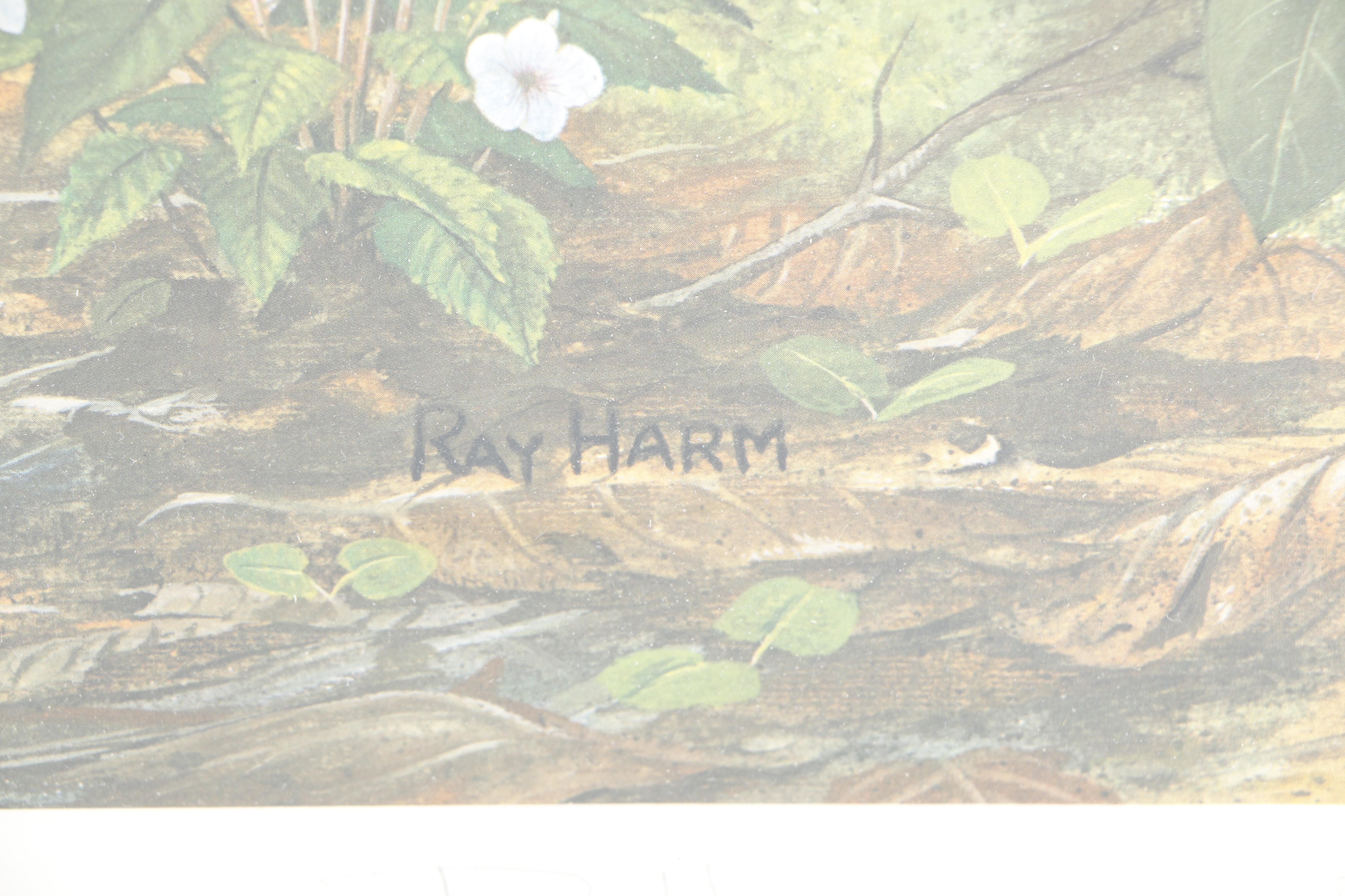 Ray Harm Offset Lithograph "White-Breasted Nuthatch"