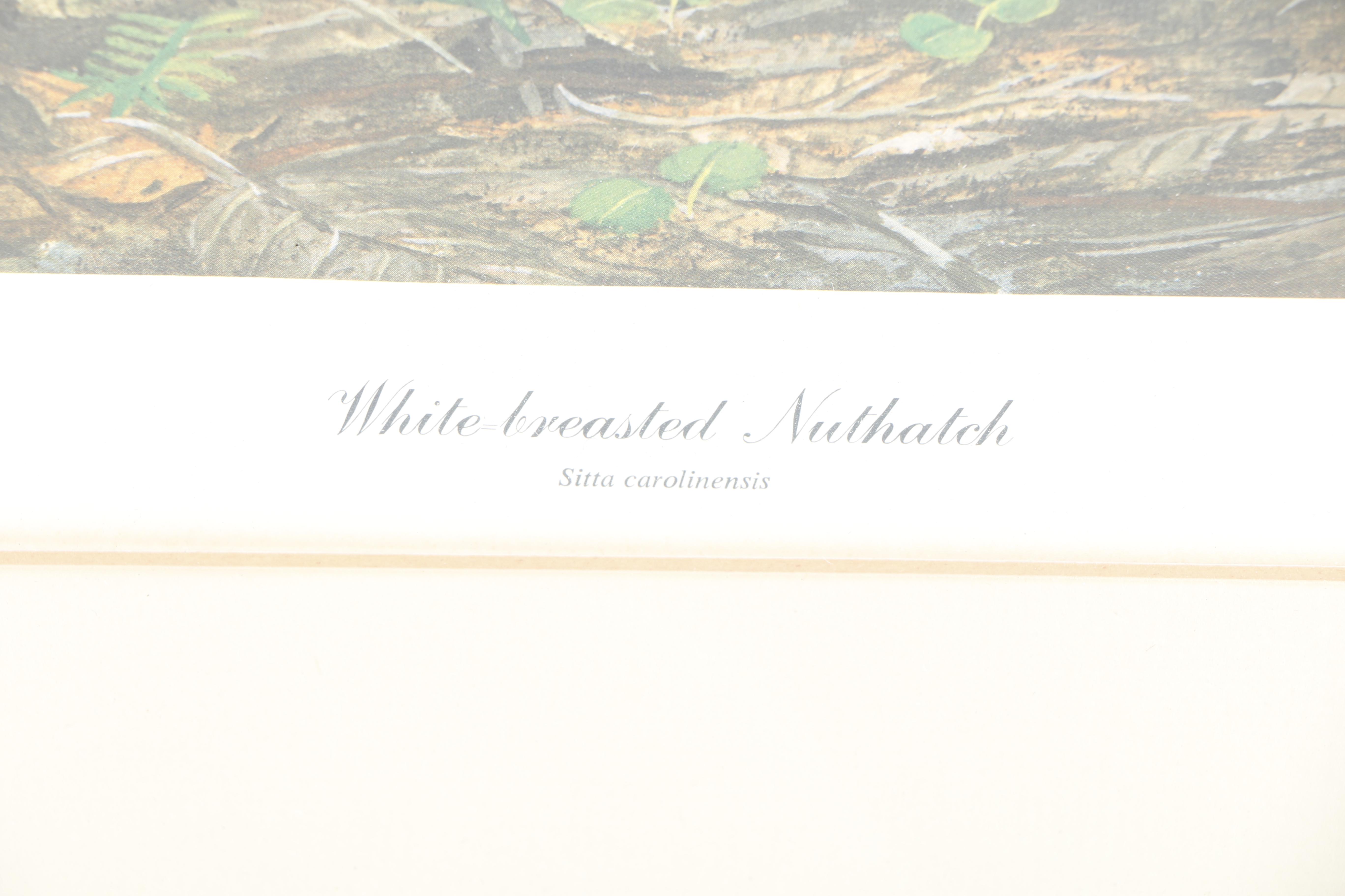 Ray Harm Offset Lithograph "White-Breasted Nuthatch"