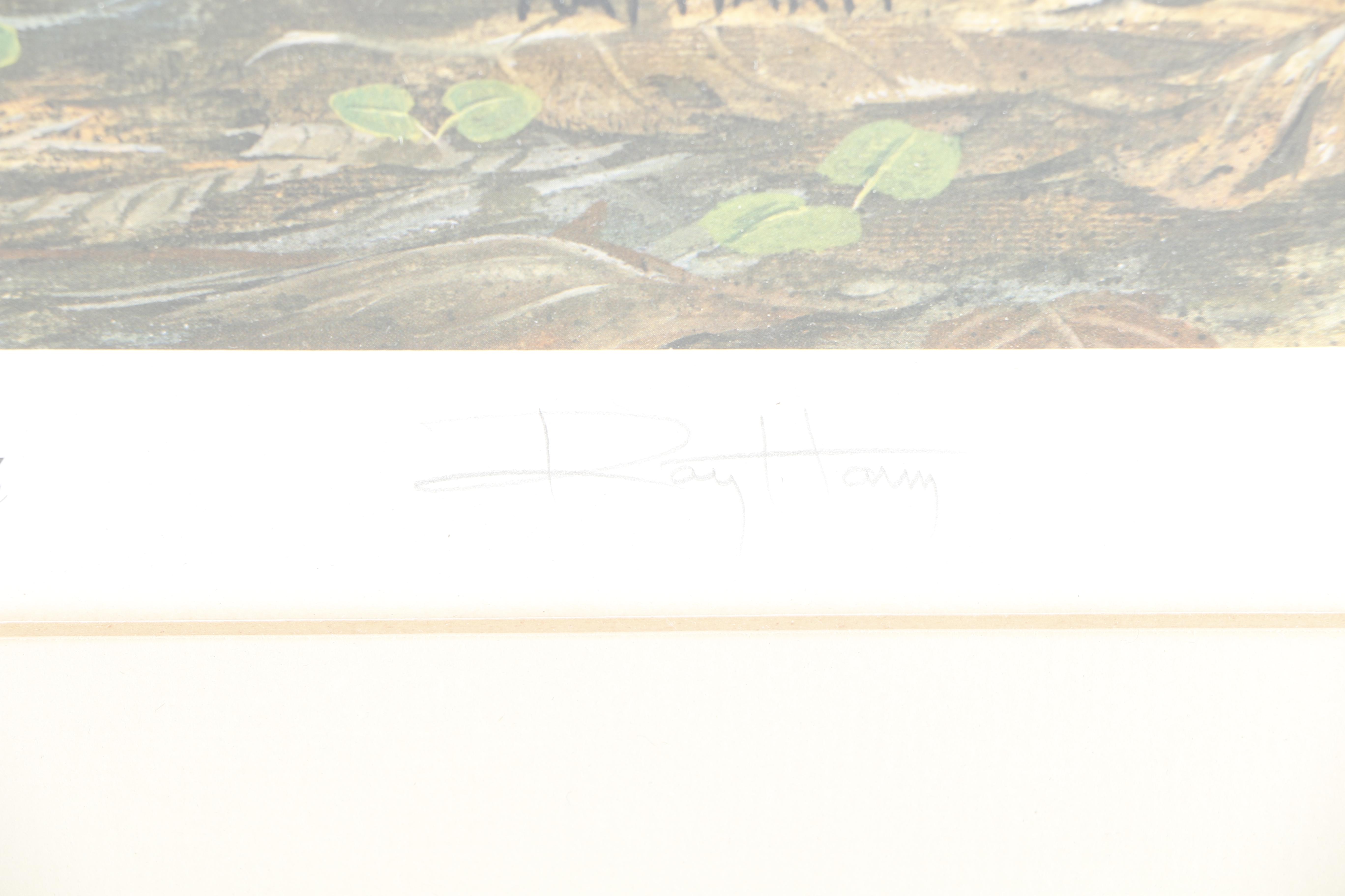 Ray Harm Offset Lithograph "White-Breasted Nuthatch"