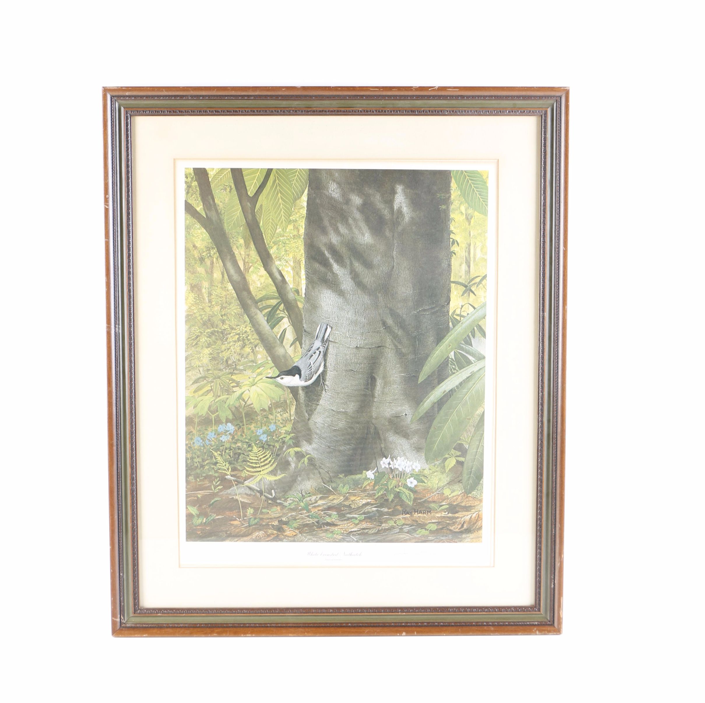 Ray Harm Offset Lithograph "White-Breasted Nuthatch"
