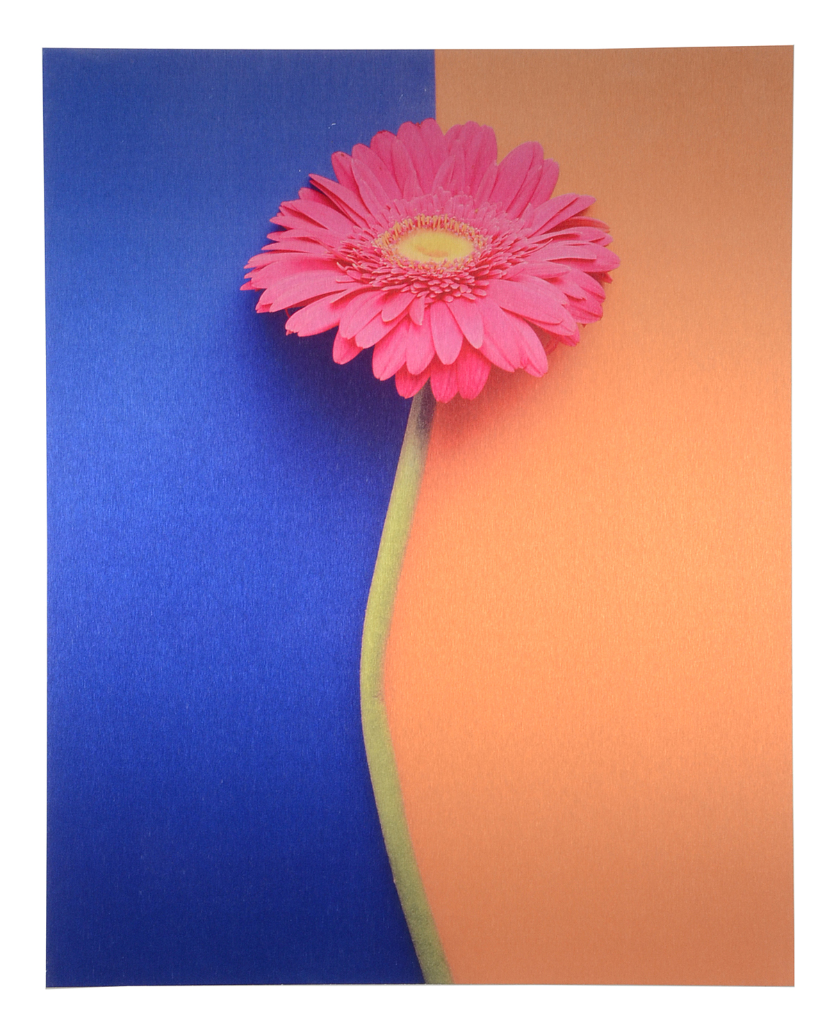 Pair of Deborah Schencke Original Photo Transfers on Brushed Aluminum