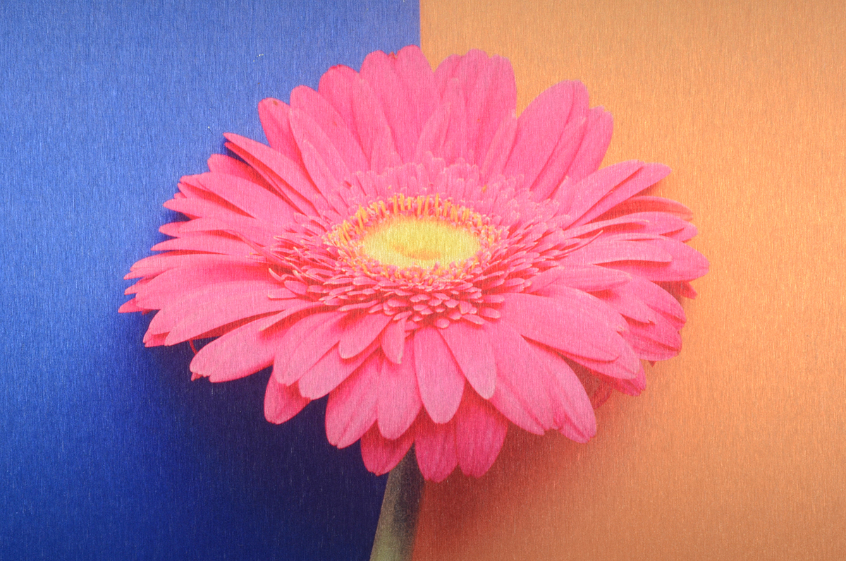 Pair of Deborah Schencke Original Photo Transfers on Brushed Aluminum