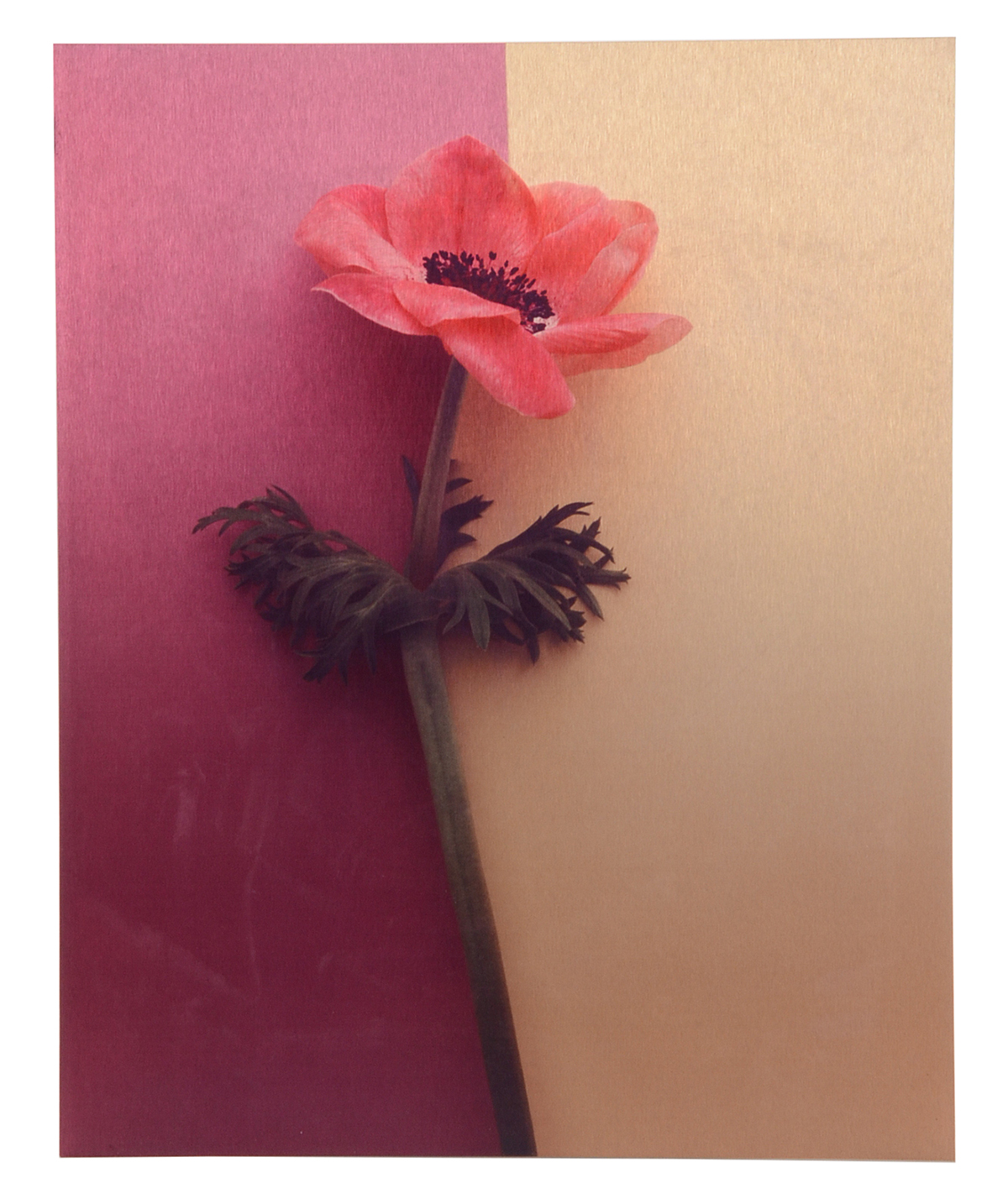 Pair of Deborah Schencke Original Photo Transfers on Brushed Aluminum