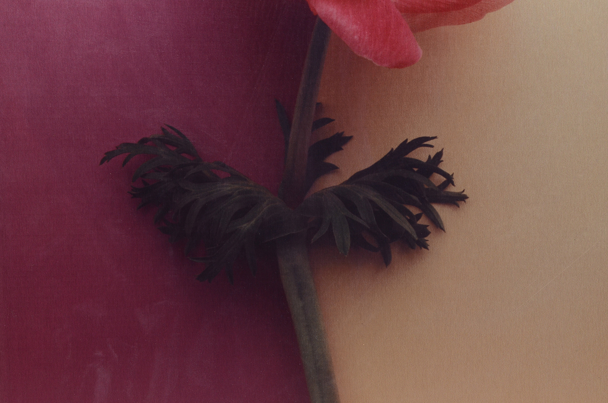 Pair of Deborah Schencke Original Photo Transfers on Brushed Aluminum