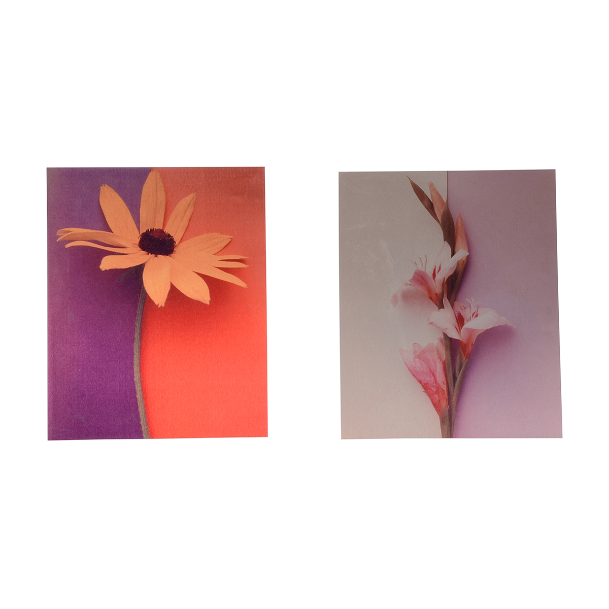 Pair of Deborah Schencke Original Photo Transfers on Brushed Aluminum