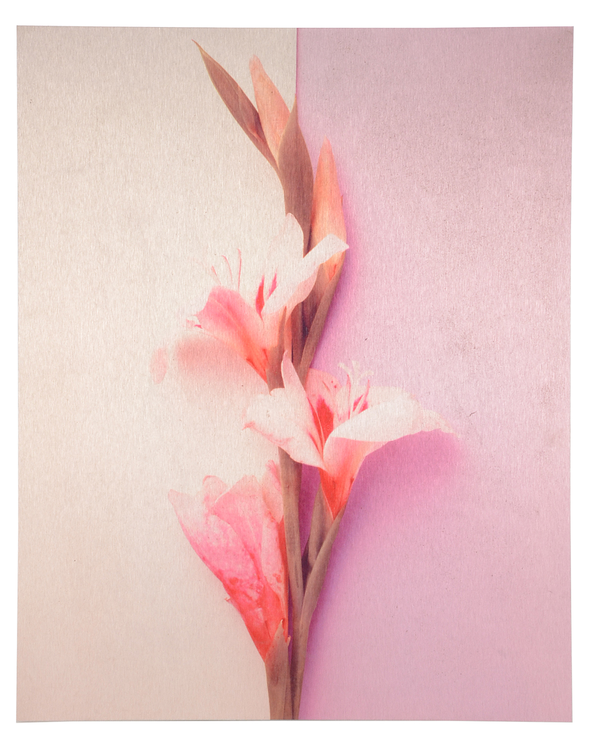 Pair of Deborah Schencke Original Photo Transfers on Brushed Aluminum