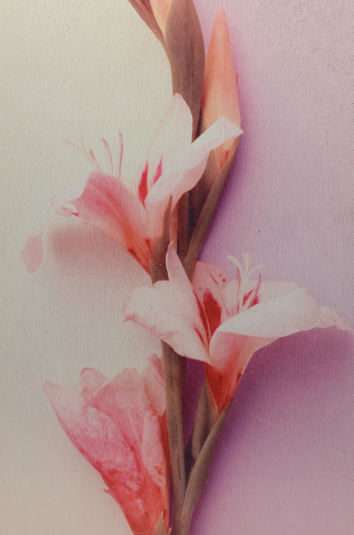 Pair of Deborah Schencke Original Photo Transfers on Brushed Aluminum