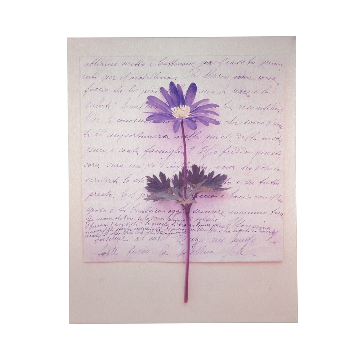 Deborah Schencke Original Photo Transfer on Brushed Aluminum