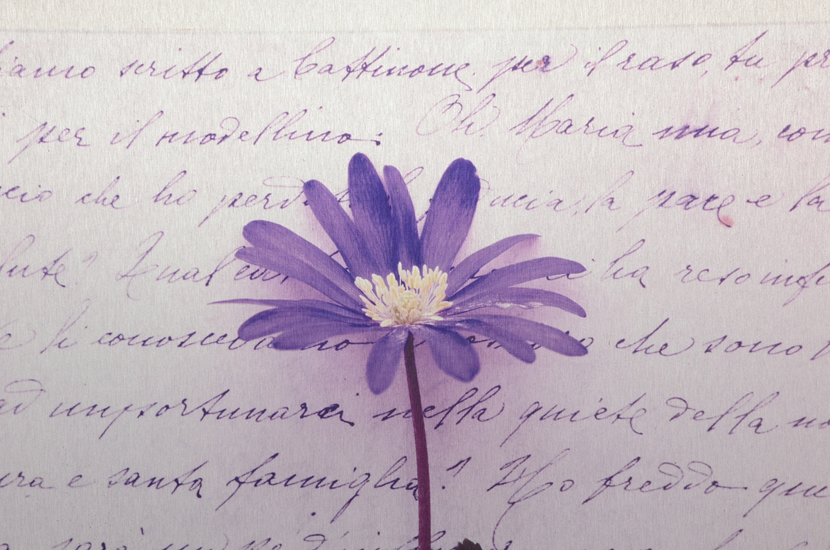 Deborah Schencke Original Photo Transfer on Brushed Aluminum