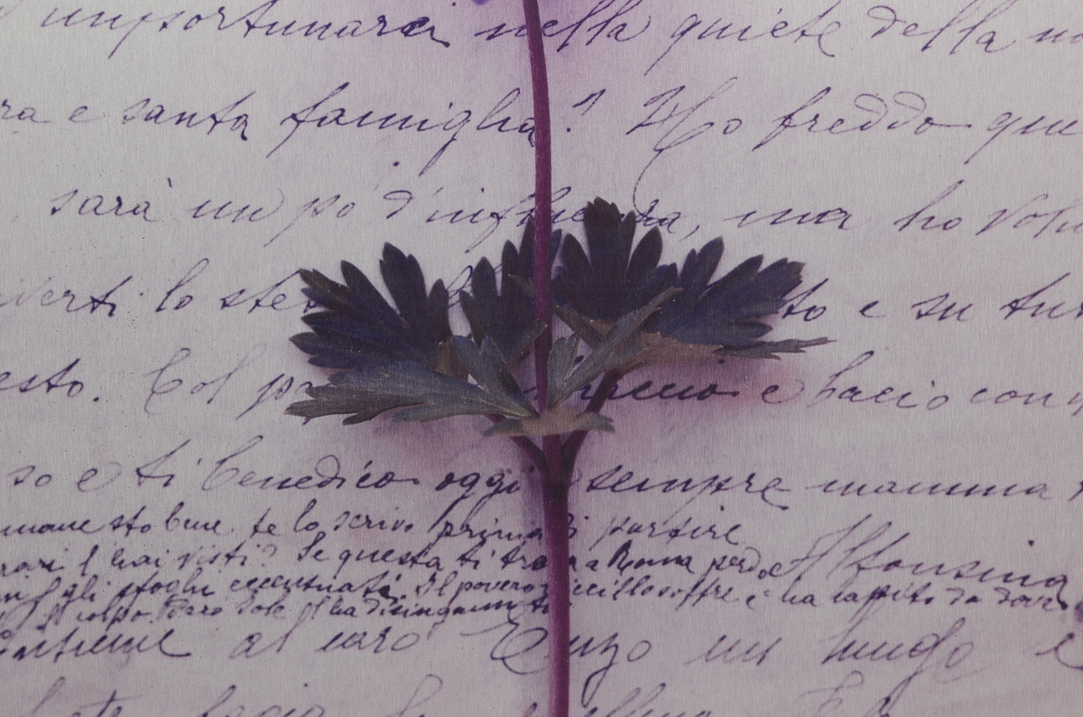 Deborah Schencke Original Photo Transfer on Brushed Aluminum