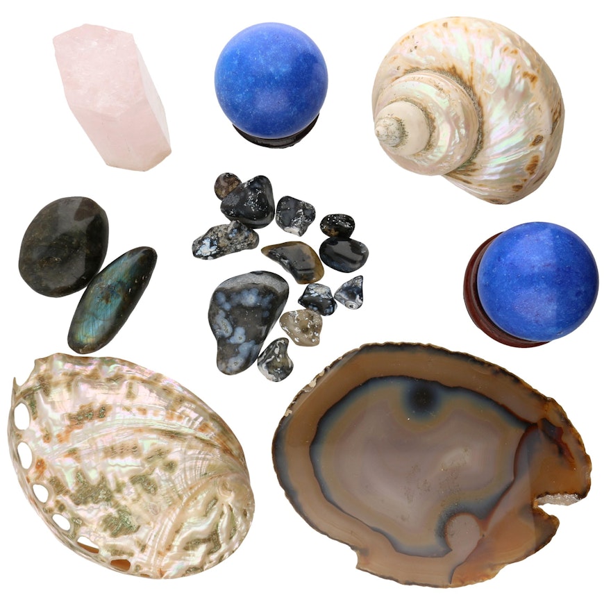 Polished Stones and Mollusk Shells