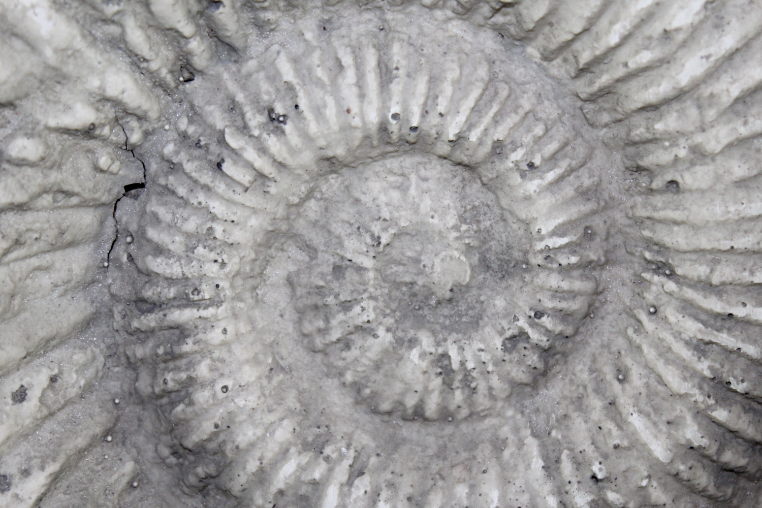 Synthetic Fossil Cast