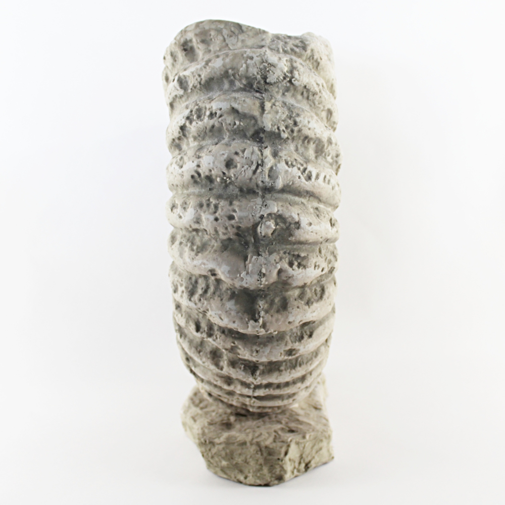 Synthetic Fossil Cast