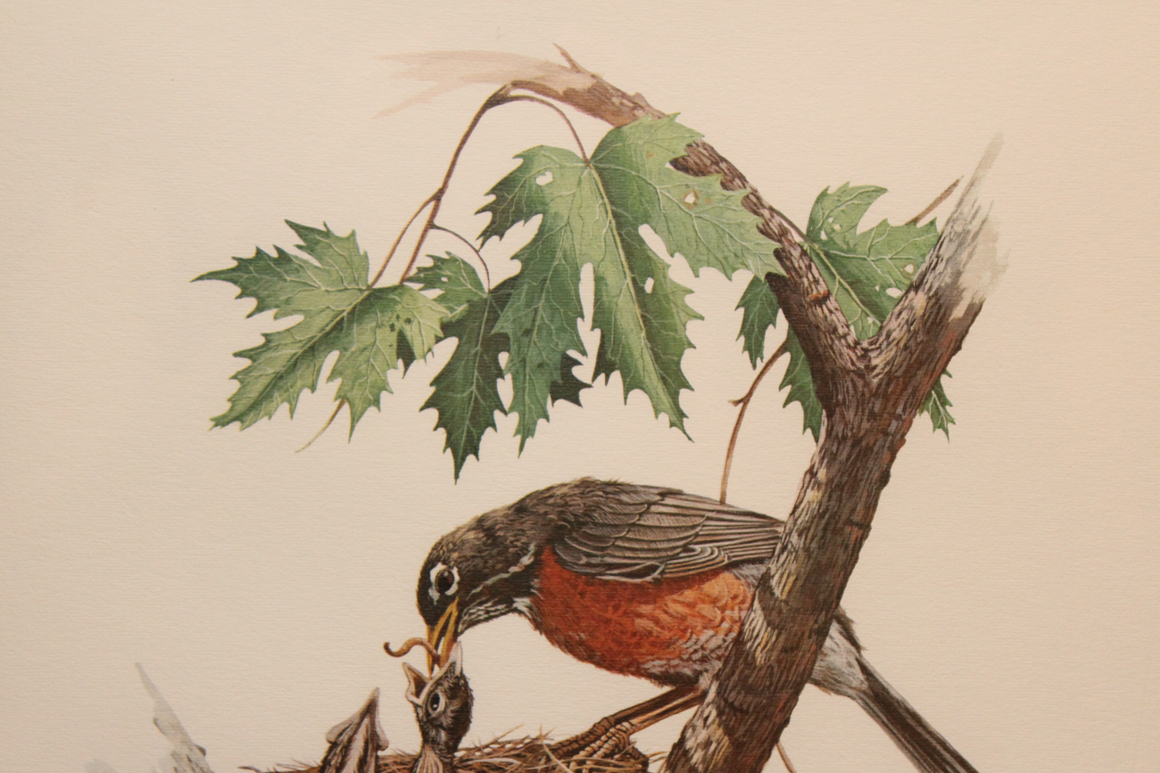 Don Balke Limited Edition Offset Lithograph "American Robin"