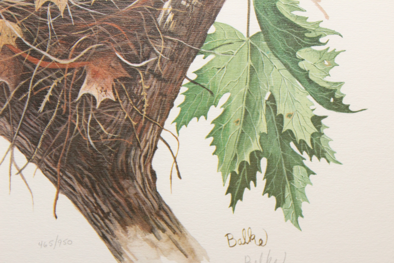 Don Balke Limited Edition Offset Lithograph "American Robin"