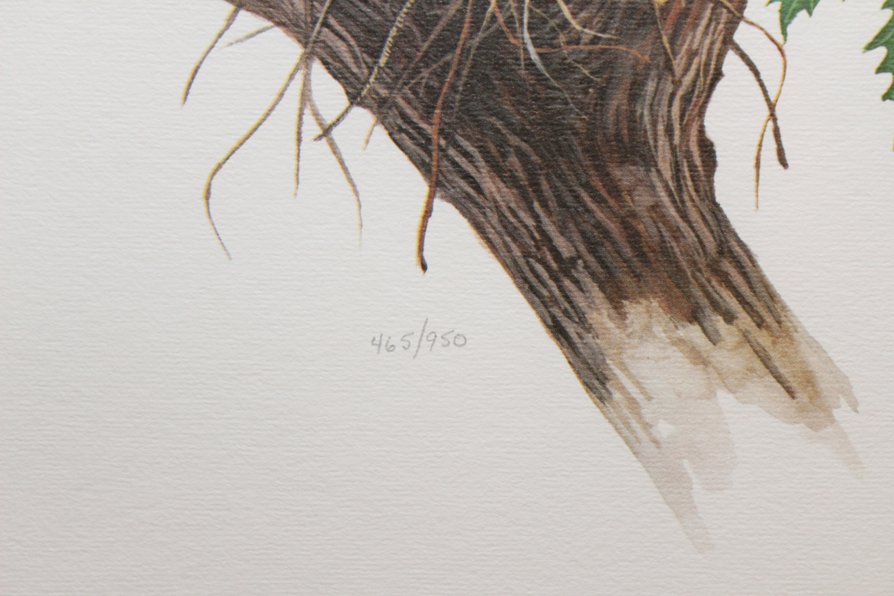 Don Balke Limited Edition Offset Lithograph "American Robin"