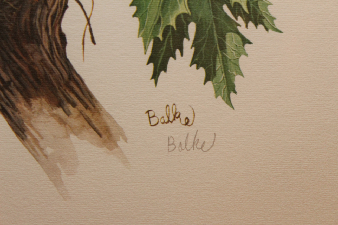 Don Balke Limited Edition Offset Lithograph "American Robin"