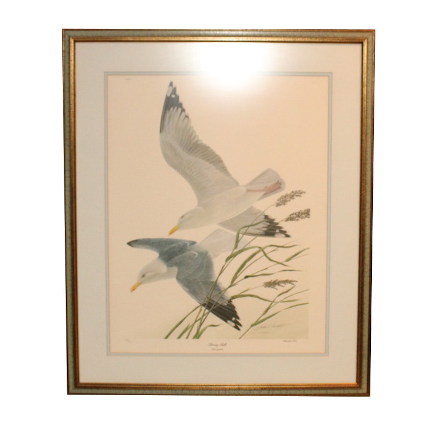 John Ruthven Limited Edition Offset Lithograph "Herring Gulls"