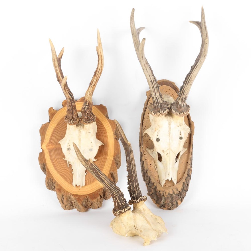 Antler Grouping