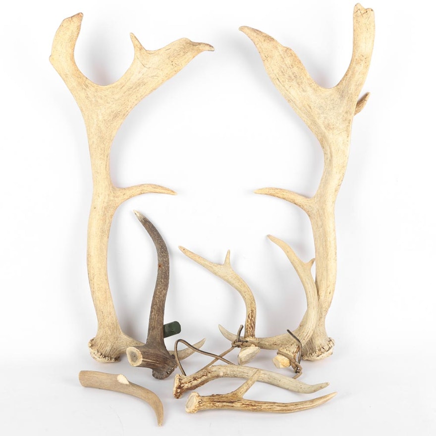 Collection of Antlers