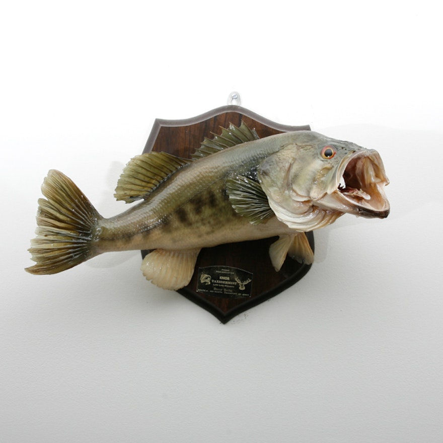 Mounted Taxidermy Largemouth Bass