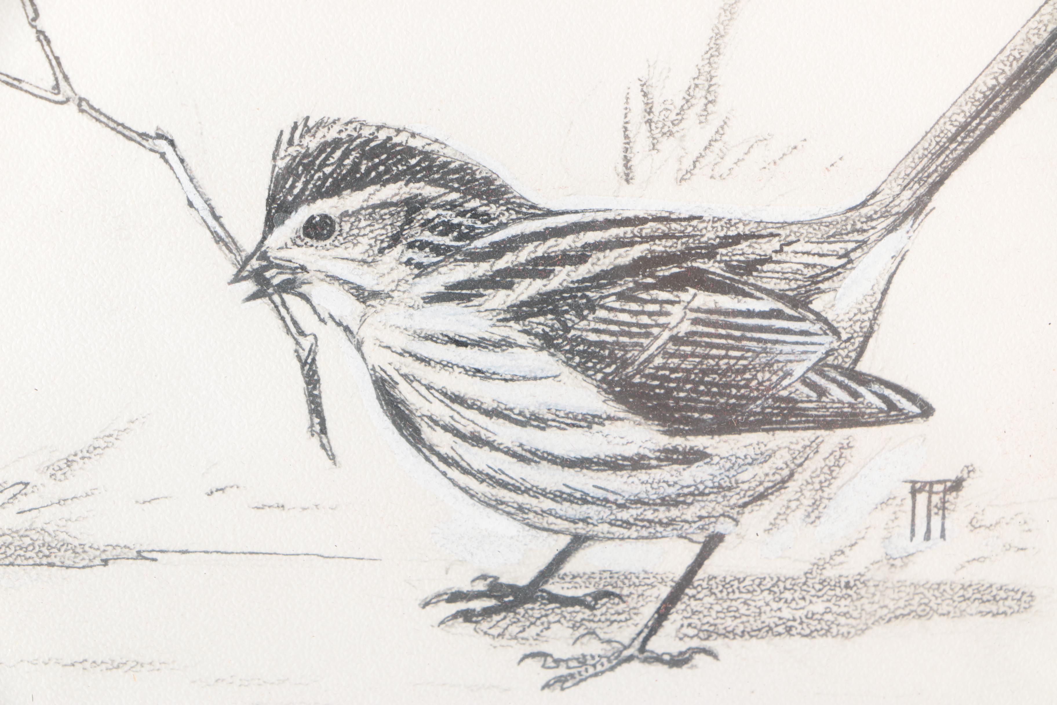 Roger Tory Peterson Ink Drawing "Song Sparrows"