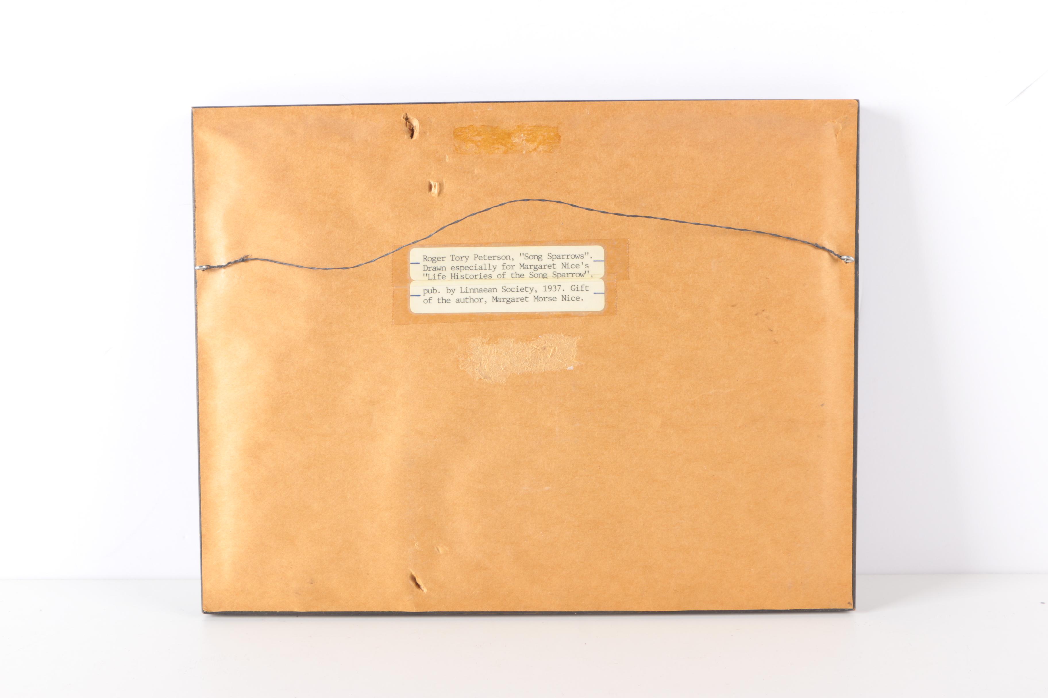 Roger Tory Peterson Ink Drawing "Song Sparrows"