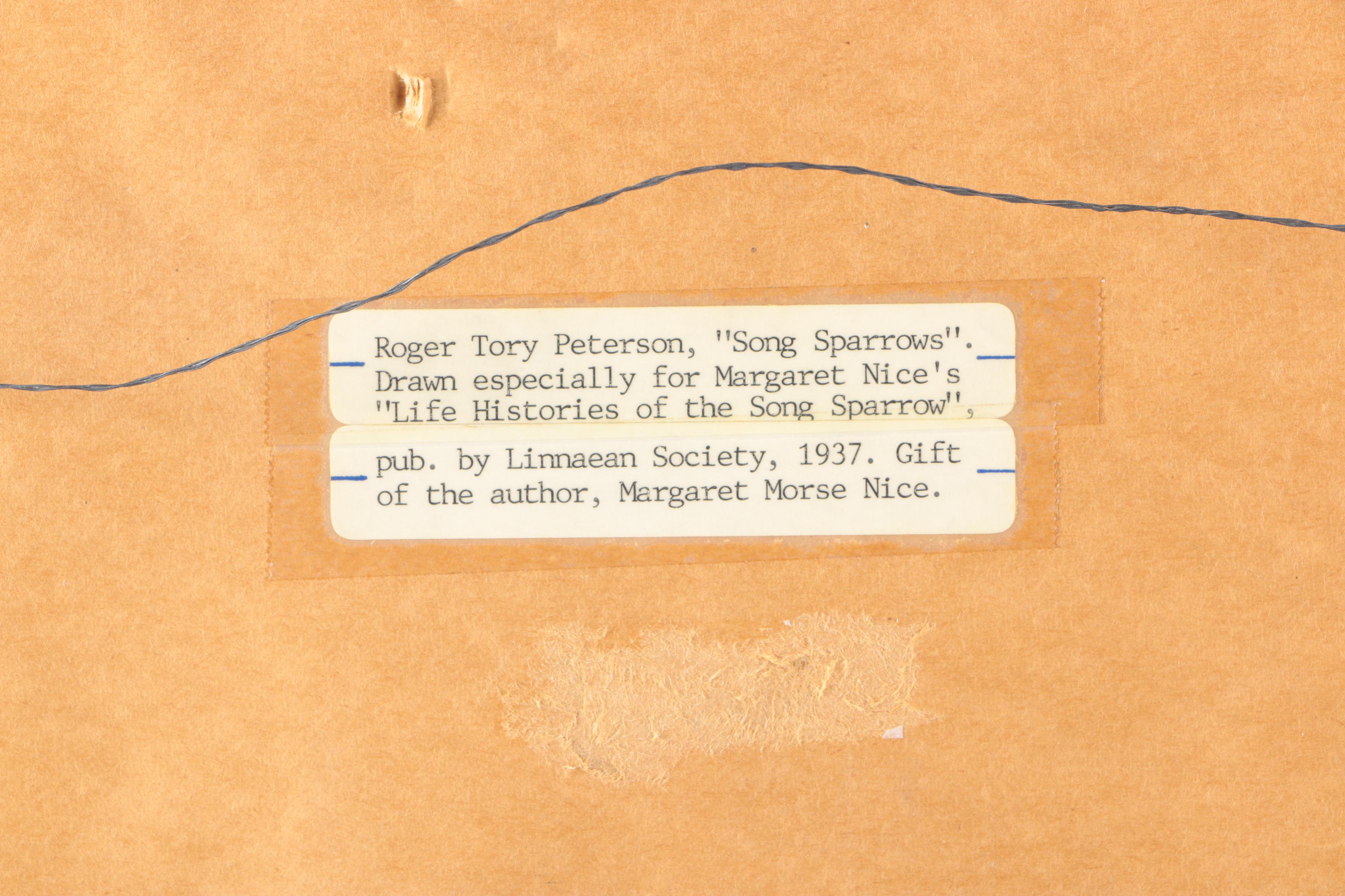 Roger Tory Peterson Ink Drawing "Song Sparrows"