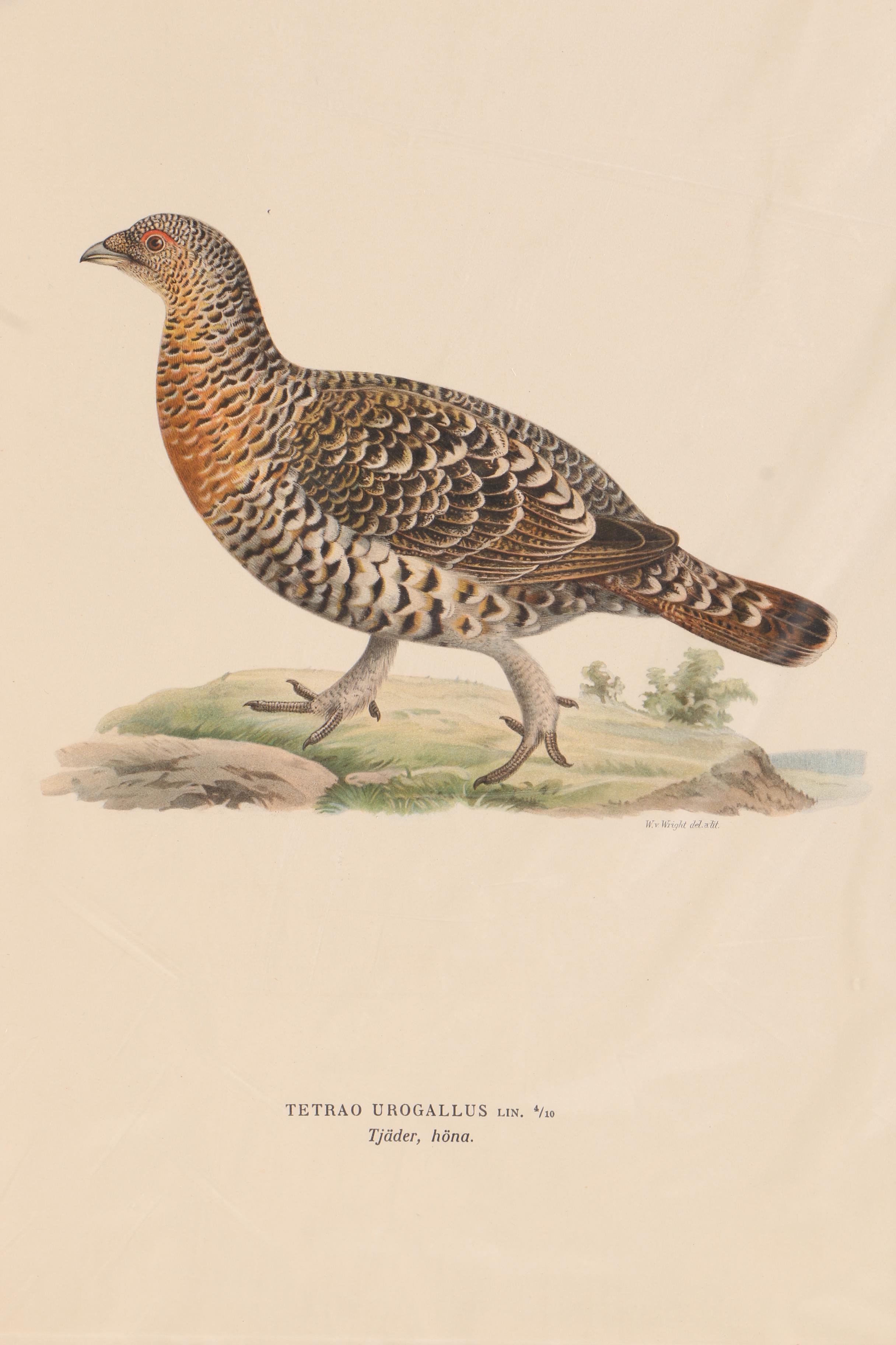Chromolithographs of Swedish Birds From "Svenska Fåglar"