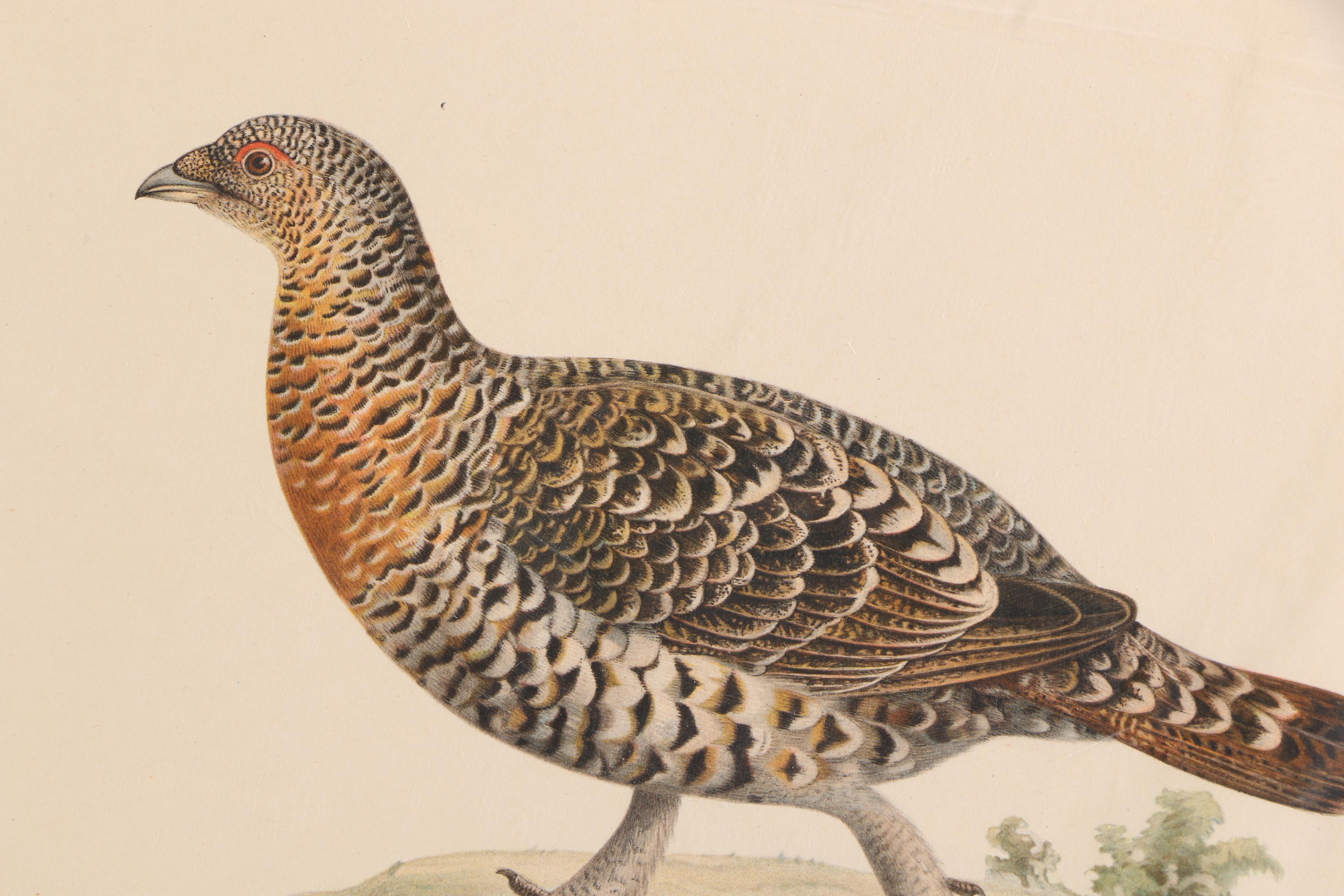 Chromolithographs of Swedish Birds From "Svenska Fåglar"