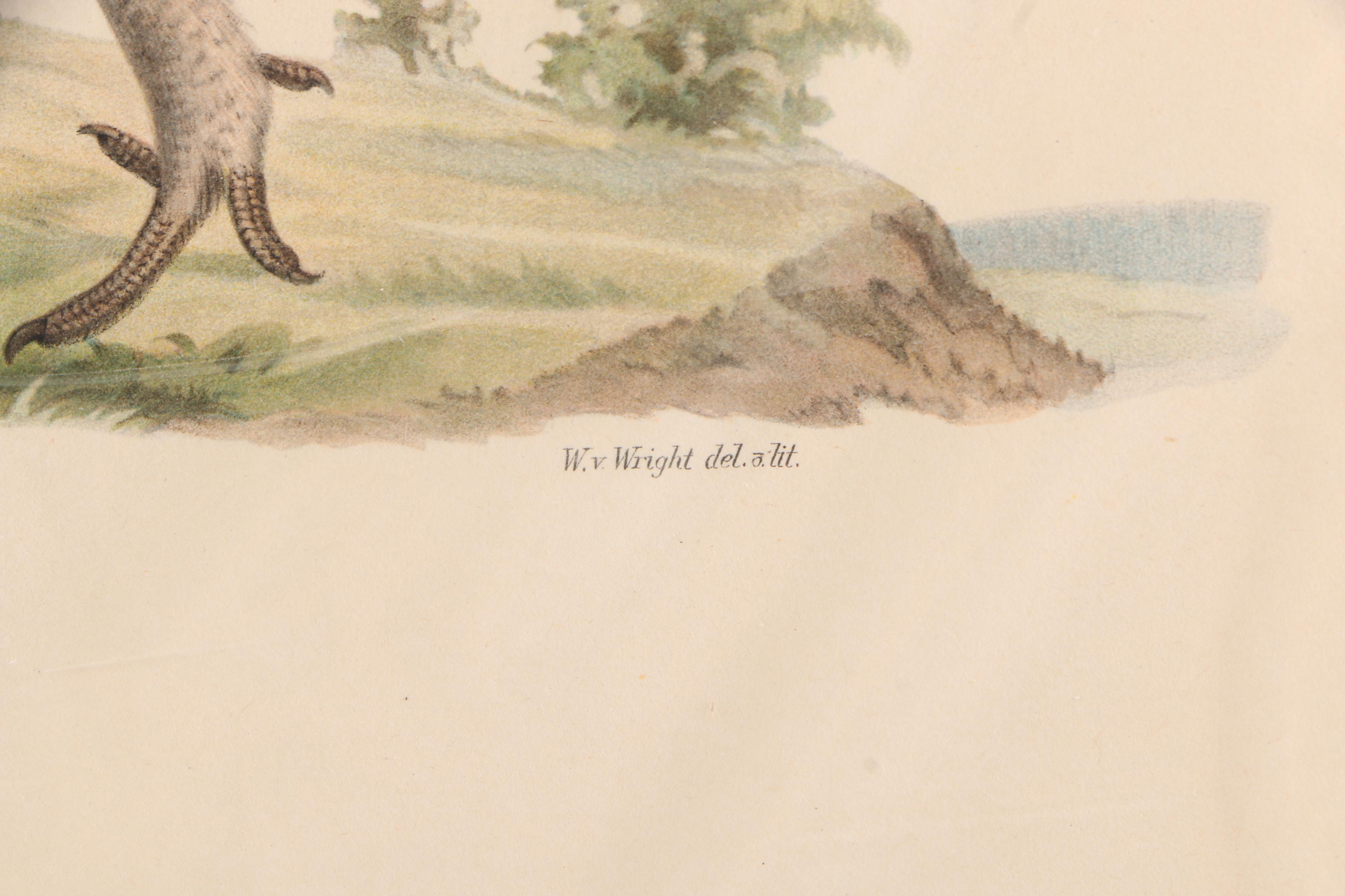 Chromolithographs of Swedish Birds From "Svenska Fåglar"