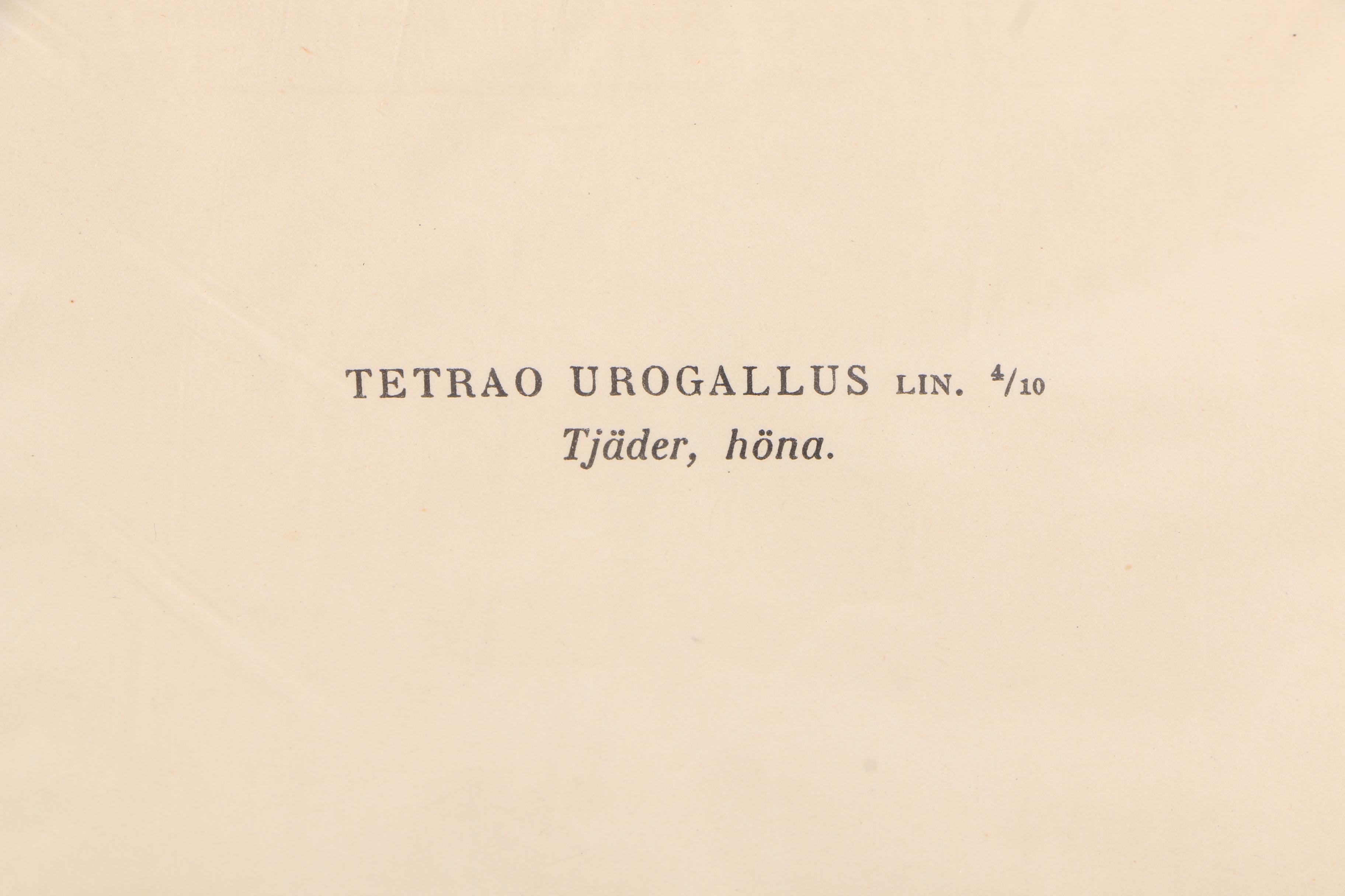 Chromolithographs of Swedish Birds From "Svenska Fåglar"