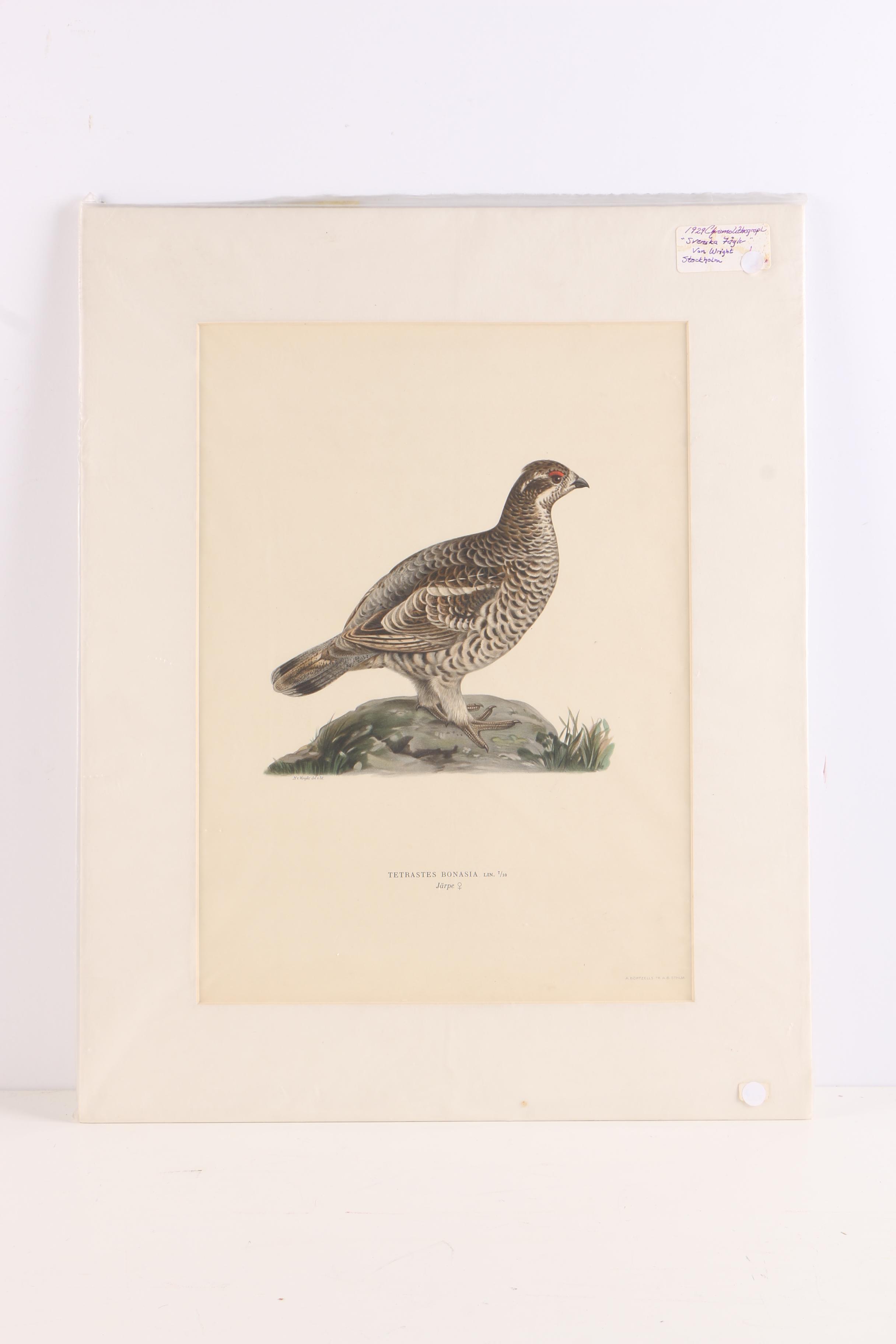 Chromolithographs of Swedish Birds From "Svenska Fåglar"