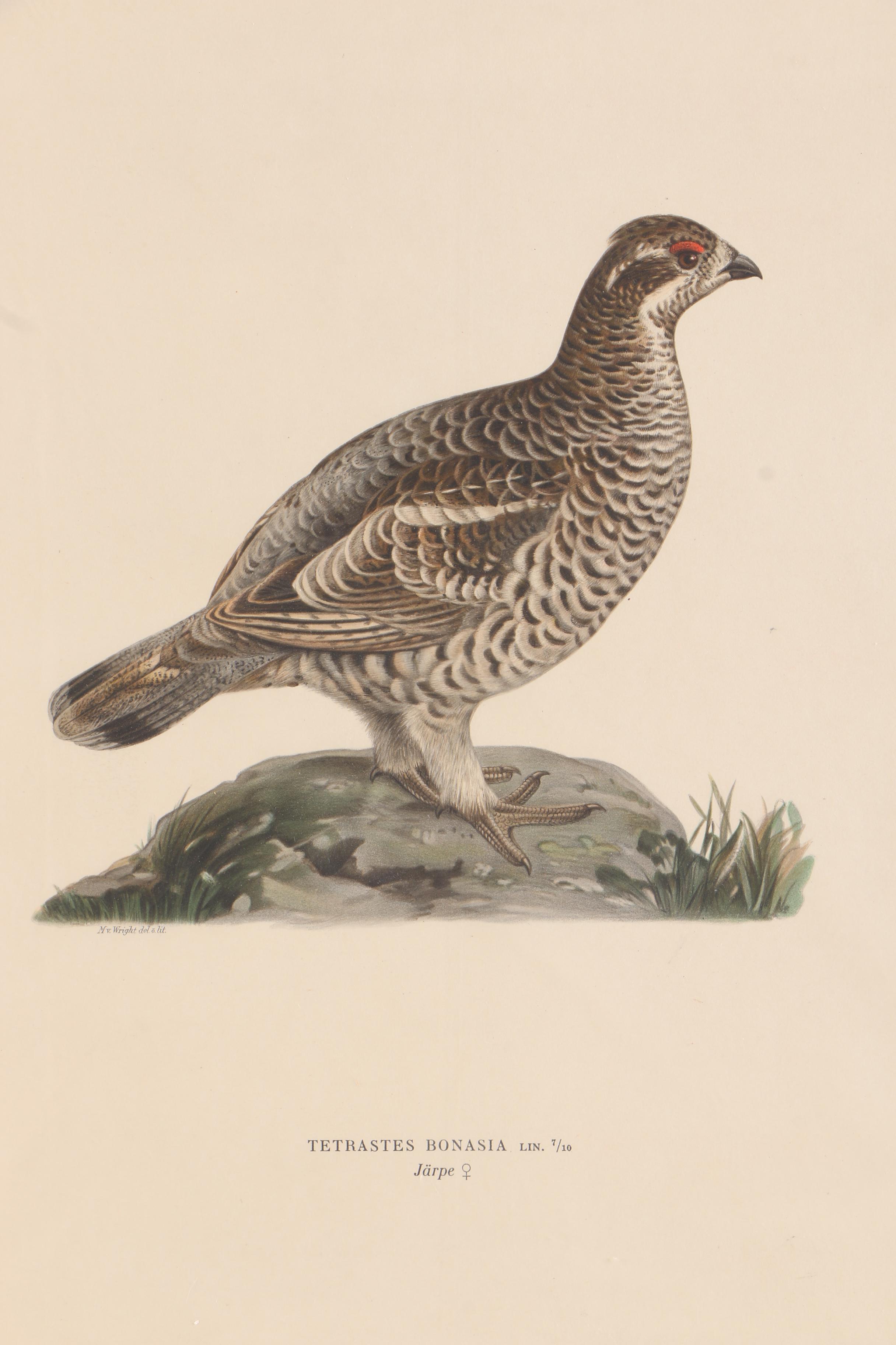 Chromolithographs of Swedish Birds From "Svenska Fåglar"